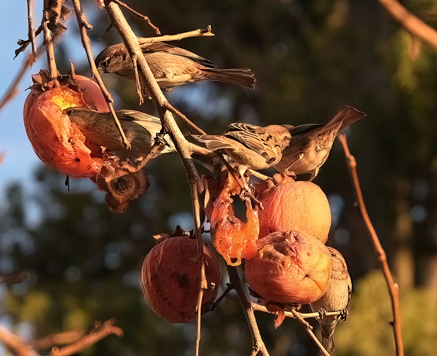 Last fruit .......