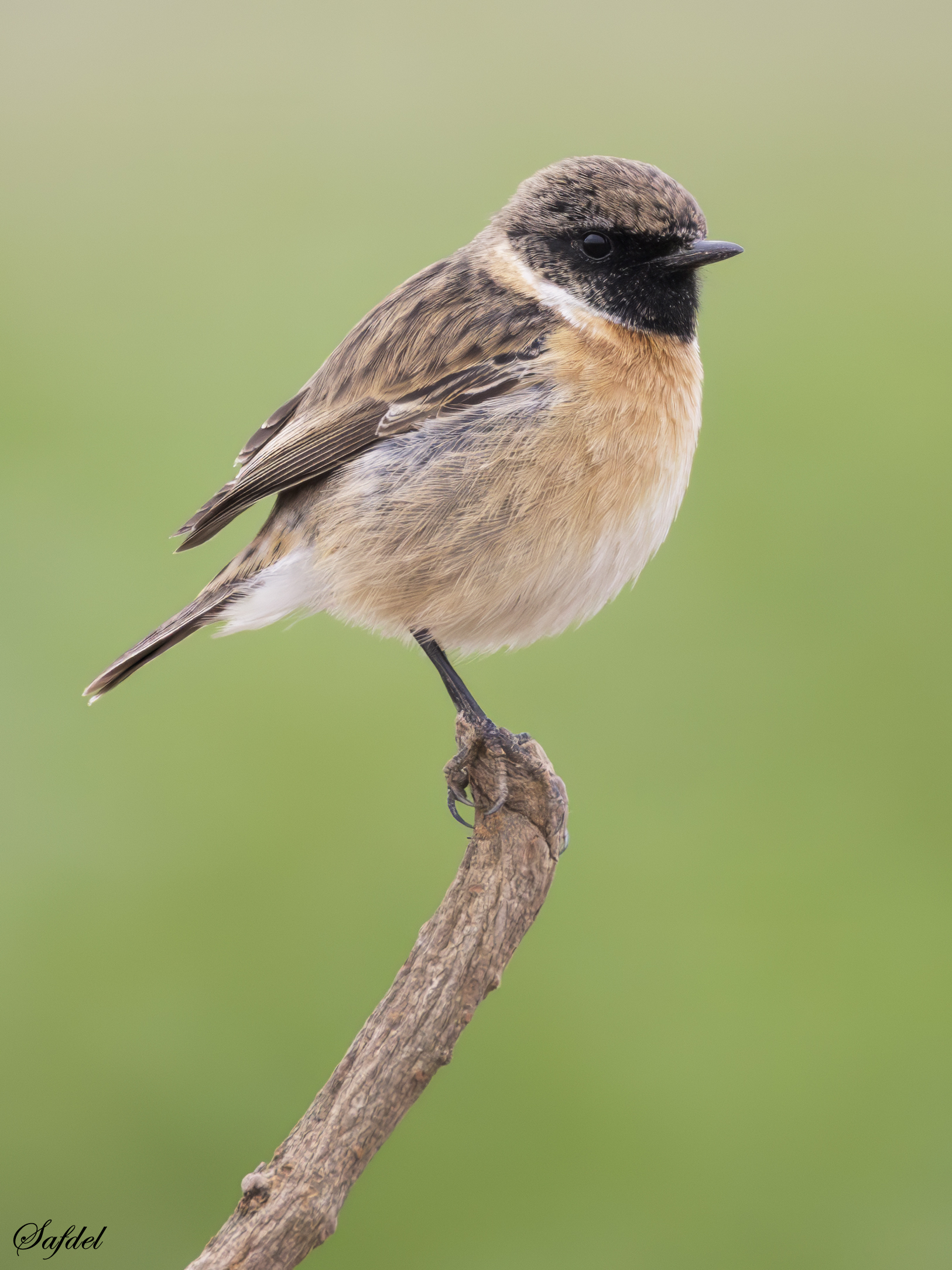 Stonchat