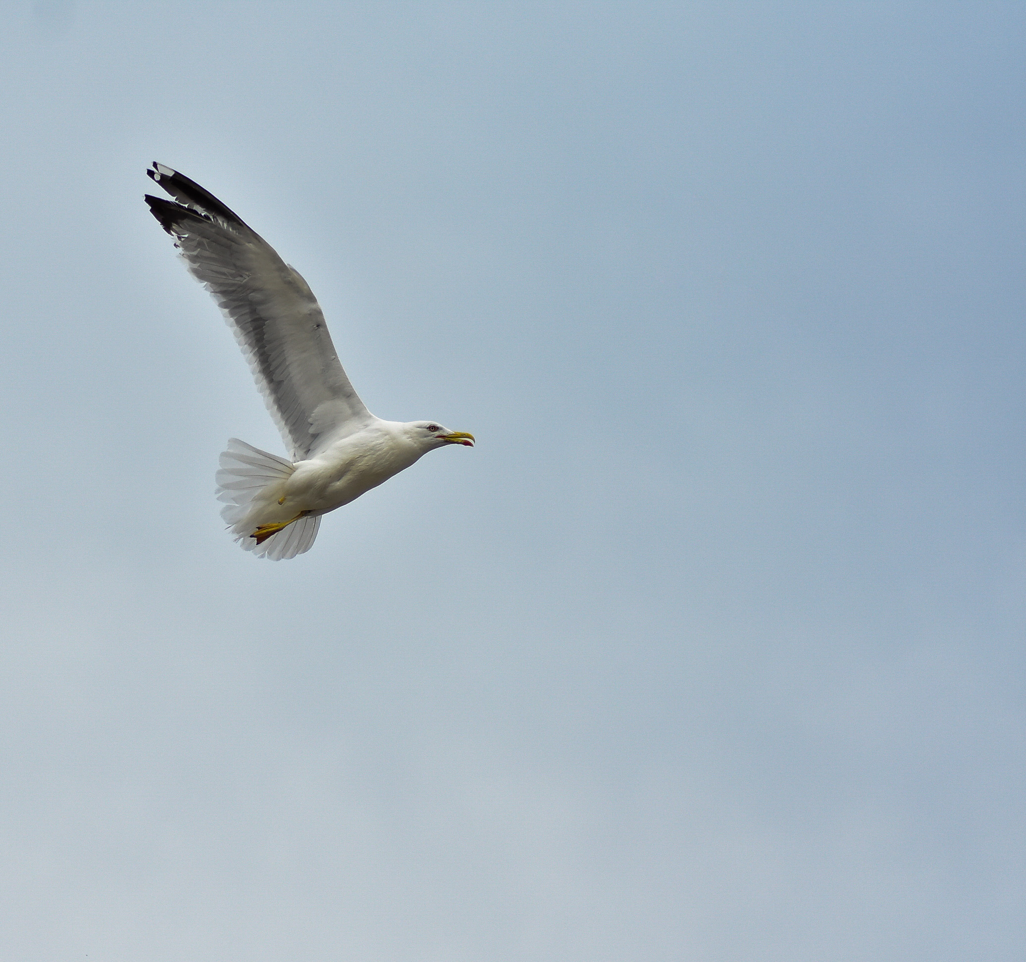 Seagull!