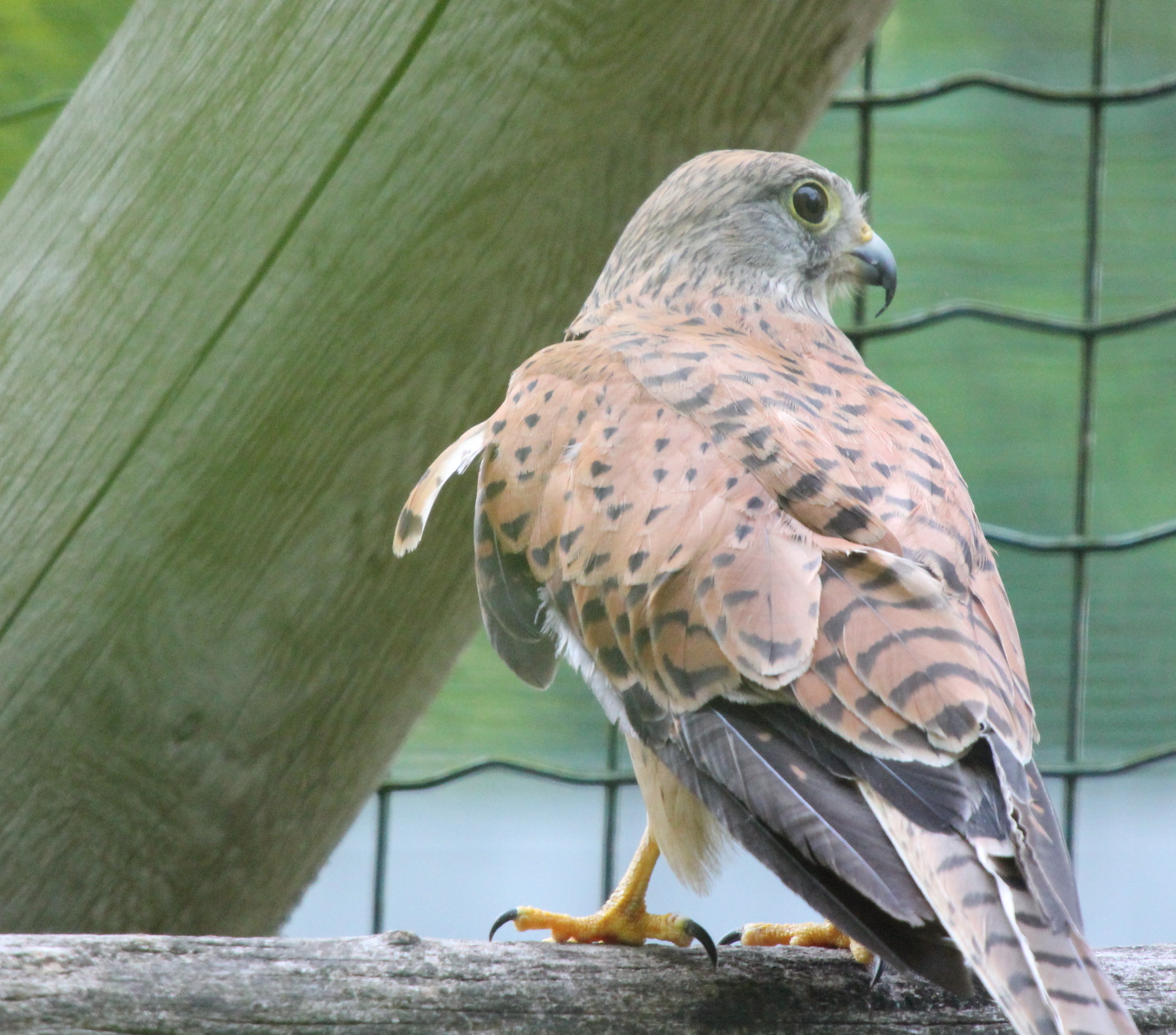 falco in voliera riabilitativa