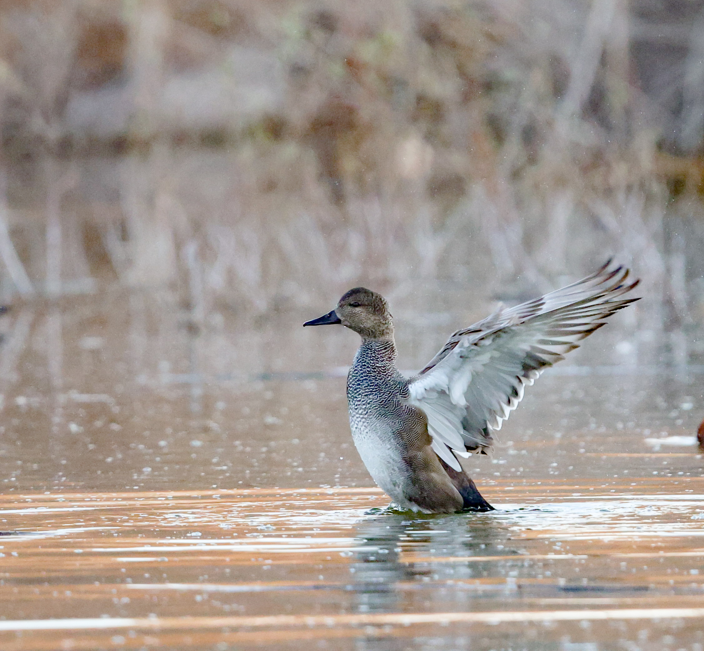 Gadwall
