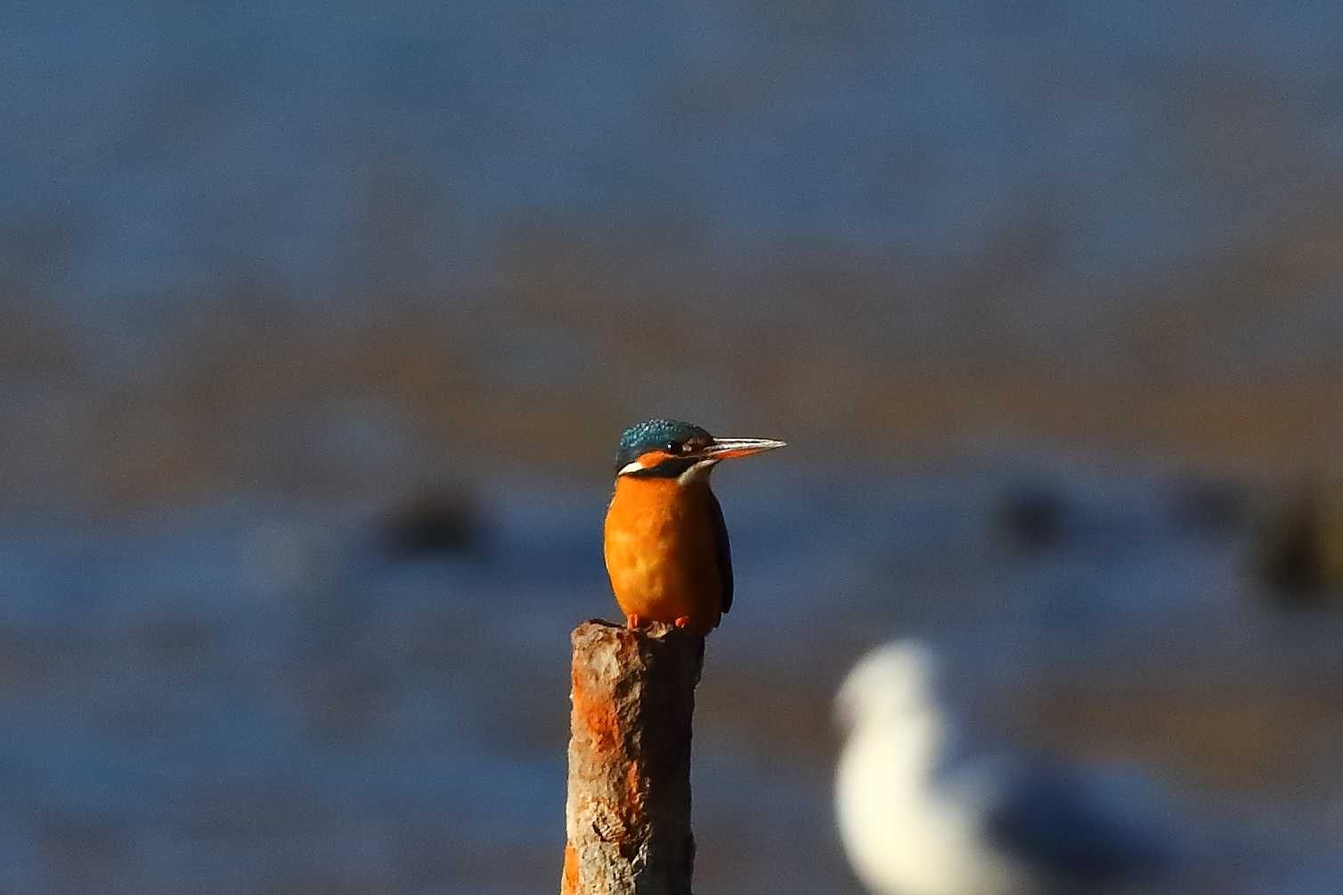 Alcione F 04 gennaio 2026