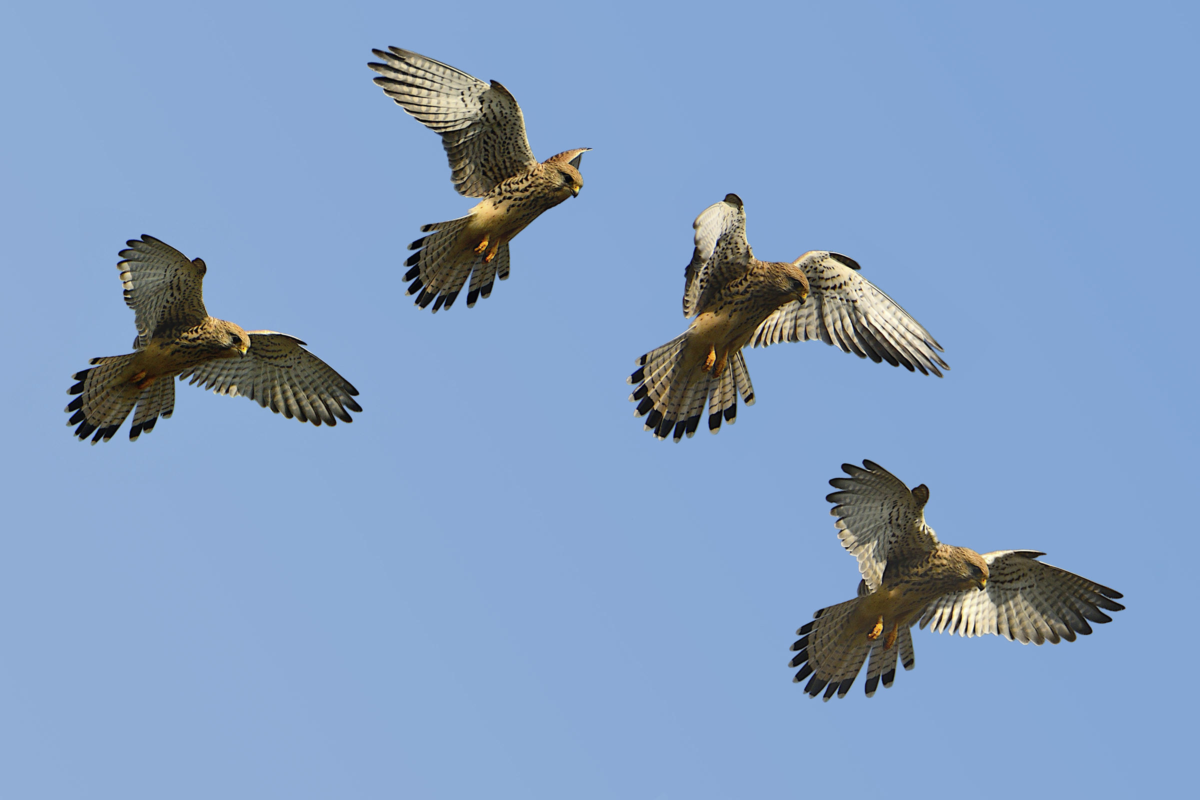 Kestrel