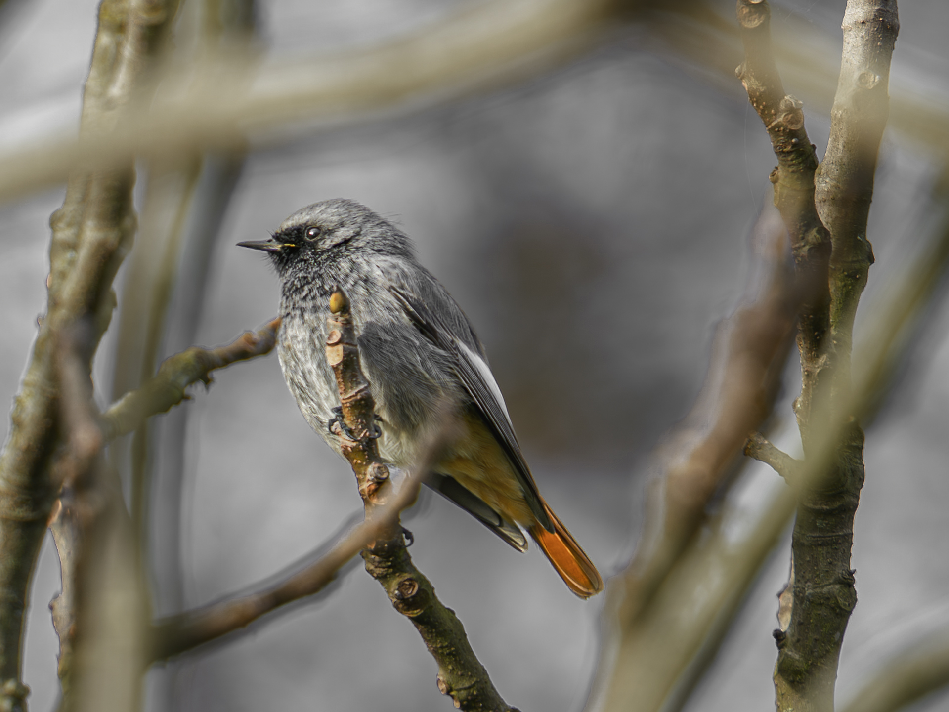 Chimney Sweep Redstart