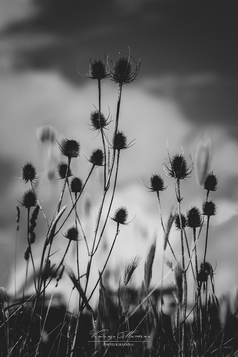 Untitled Photo