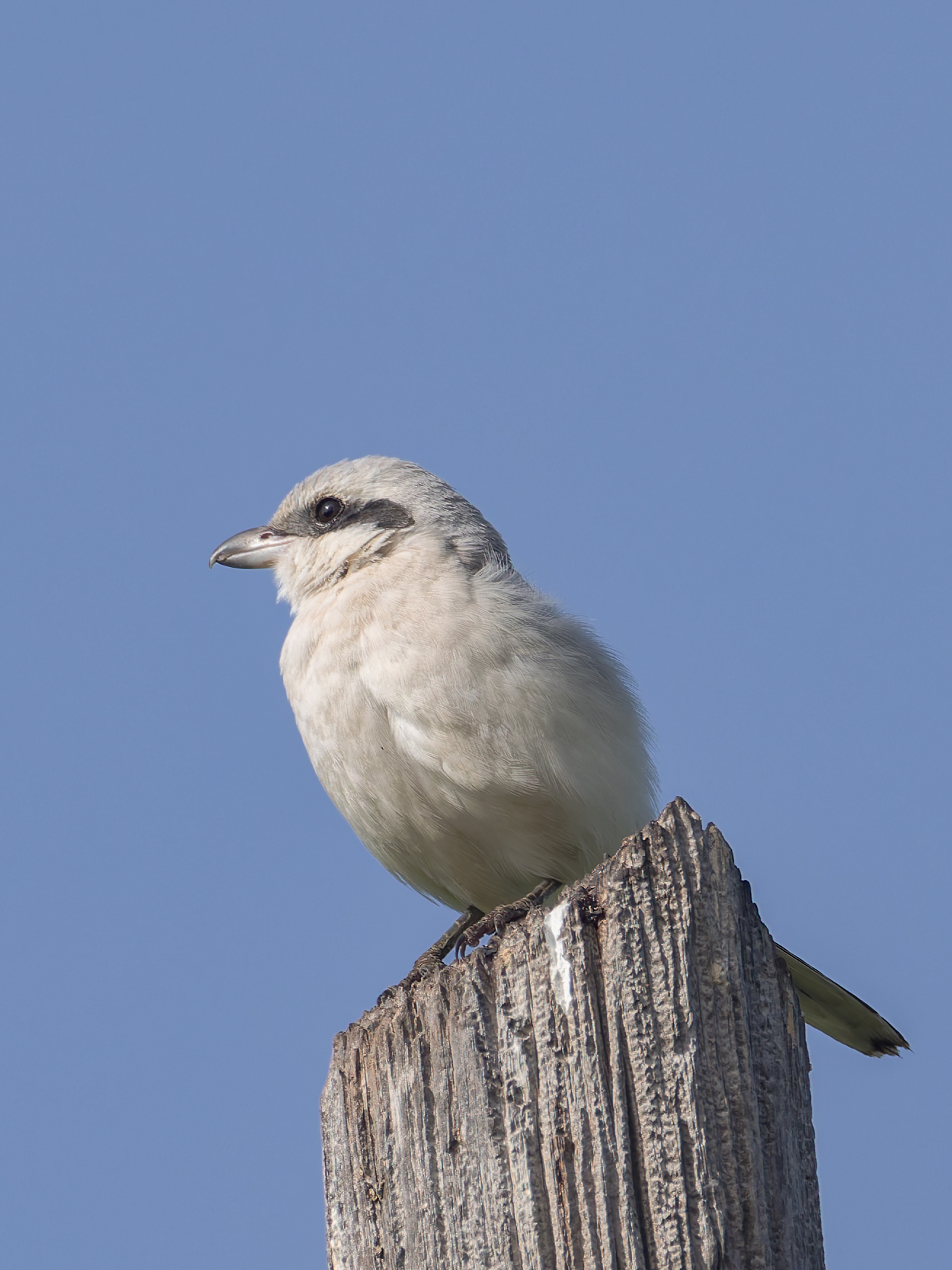 Greater Shrike