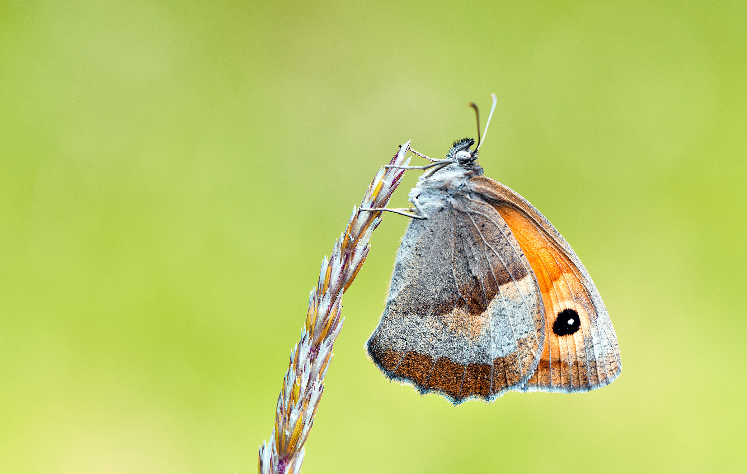 Coenonympha Pamphilus