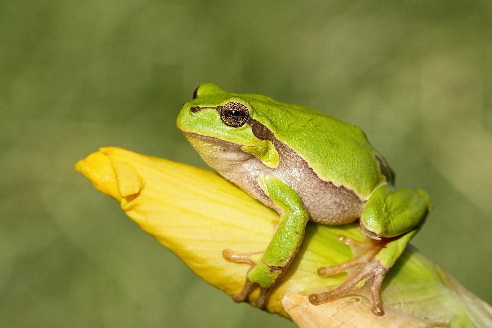 Hyla arborea