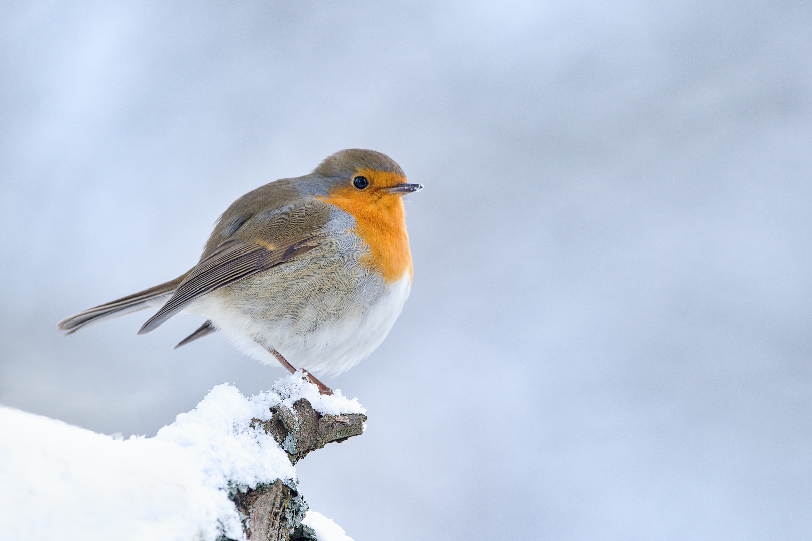 Il mio miglior Robin
