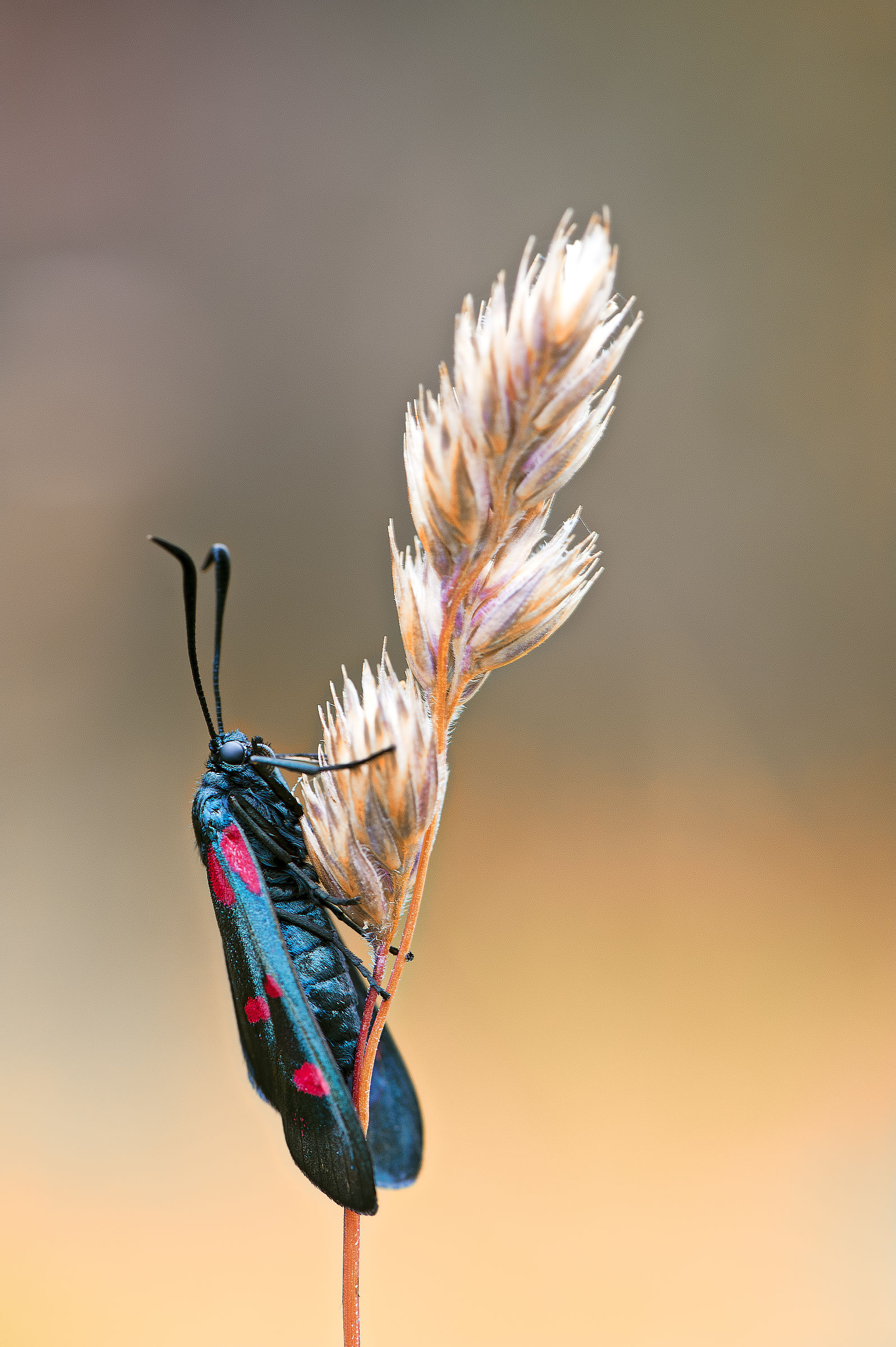 Zygaena filipendulae