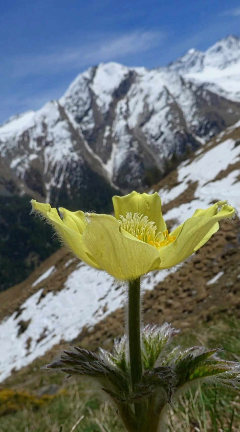 Anemone in Valsavarenche