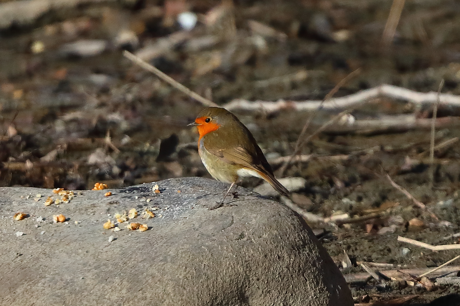 Pettirosso 04 gennaio 2026