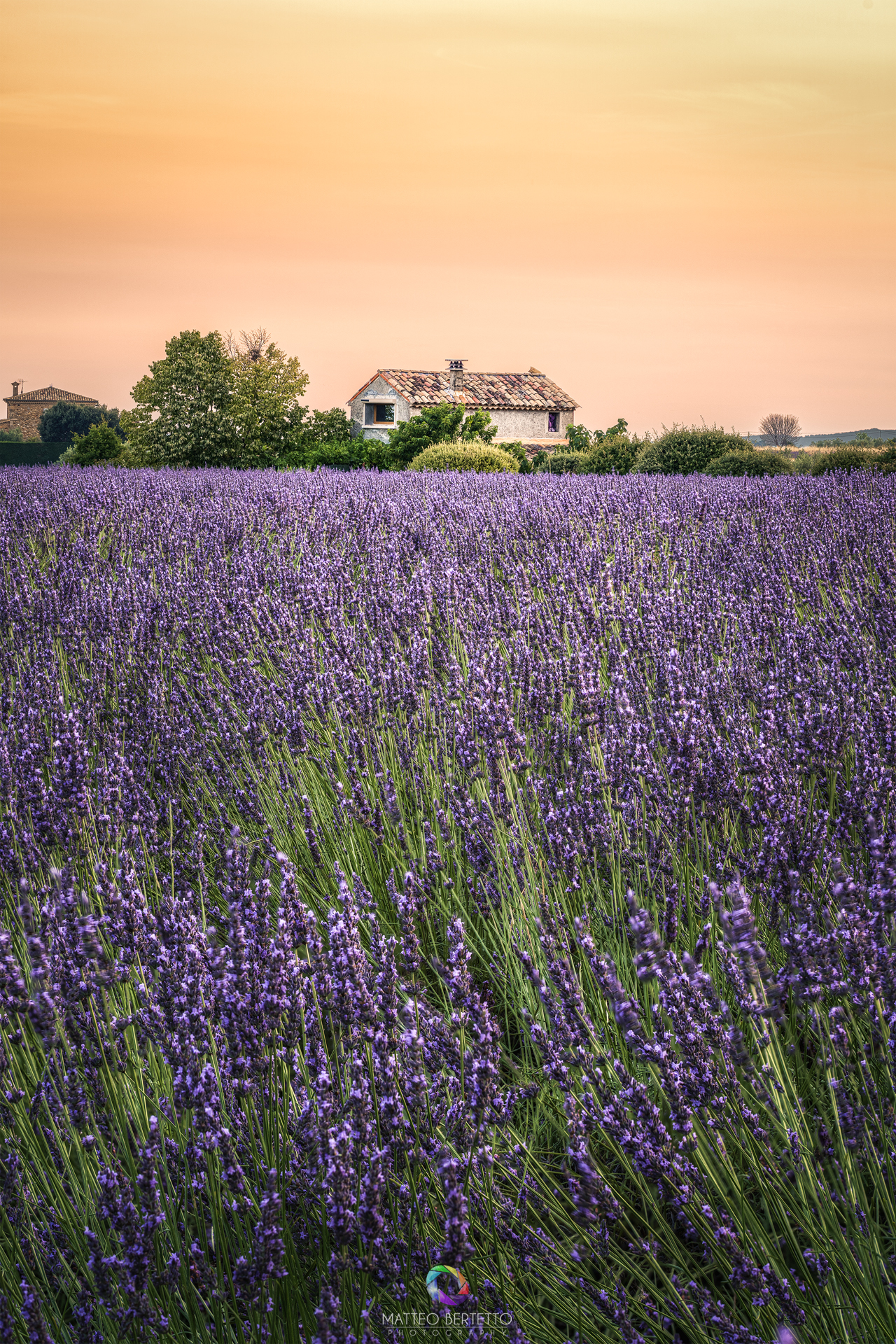 Valensole - Provence