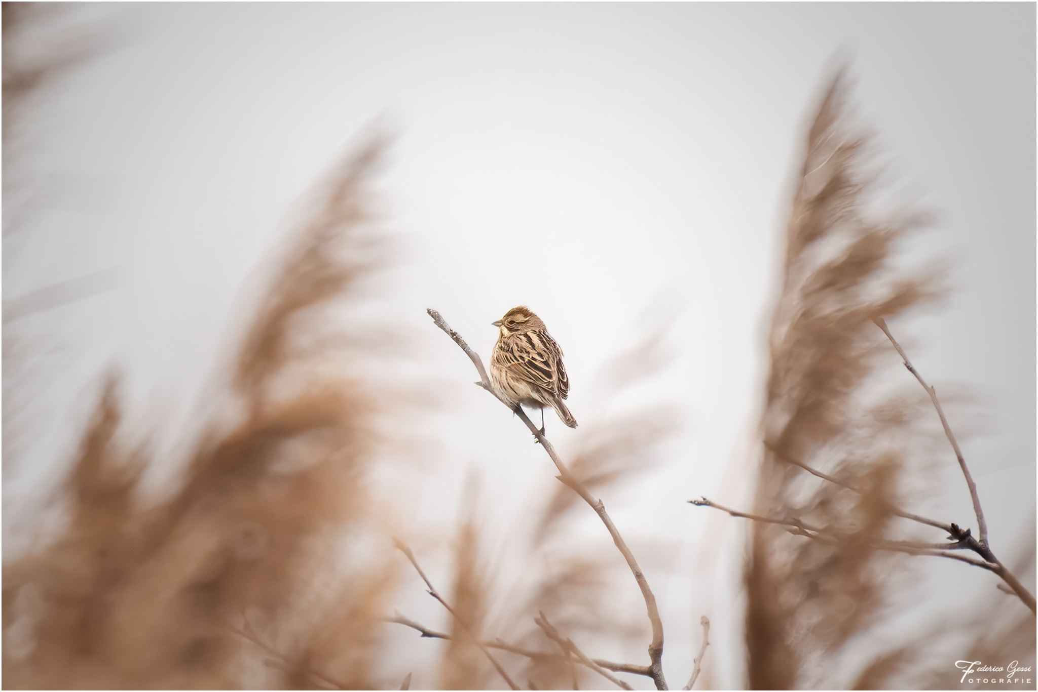 Migliarino di Palude
