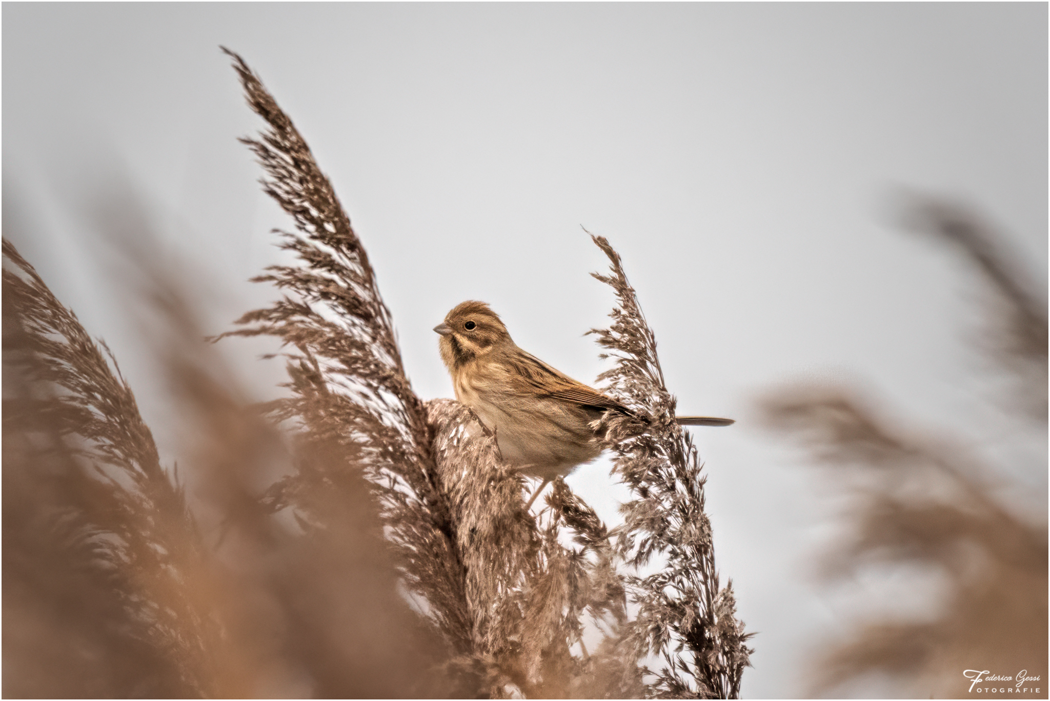 Migliarino di Palude