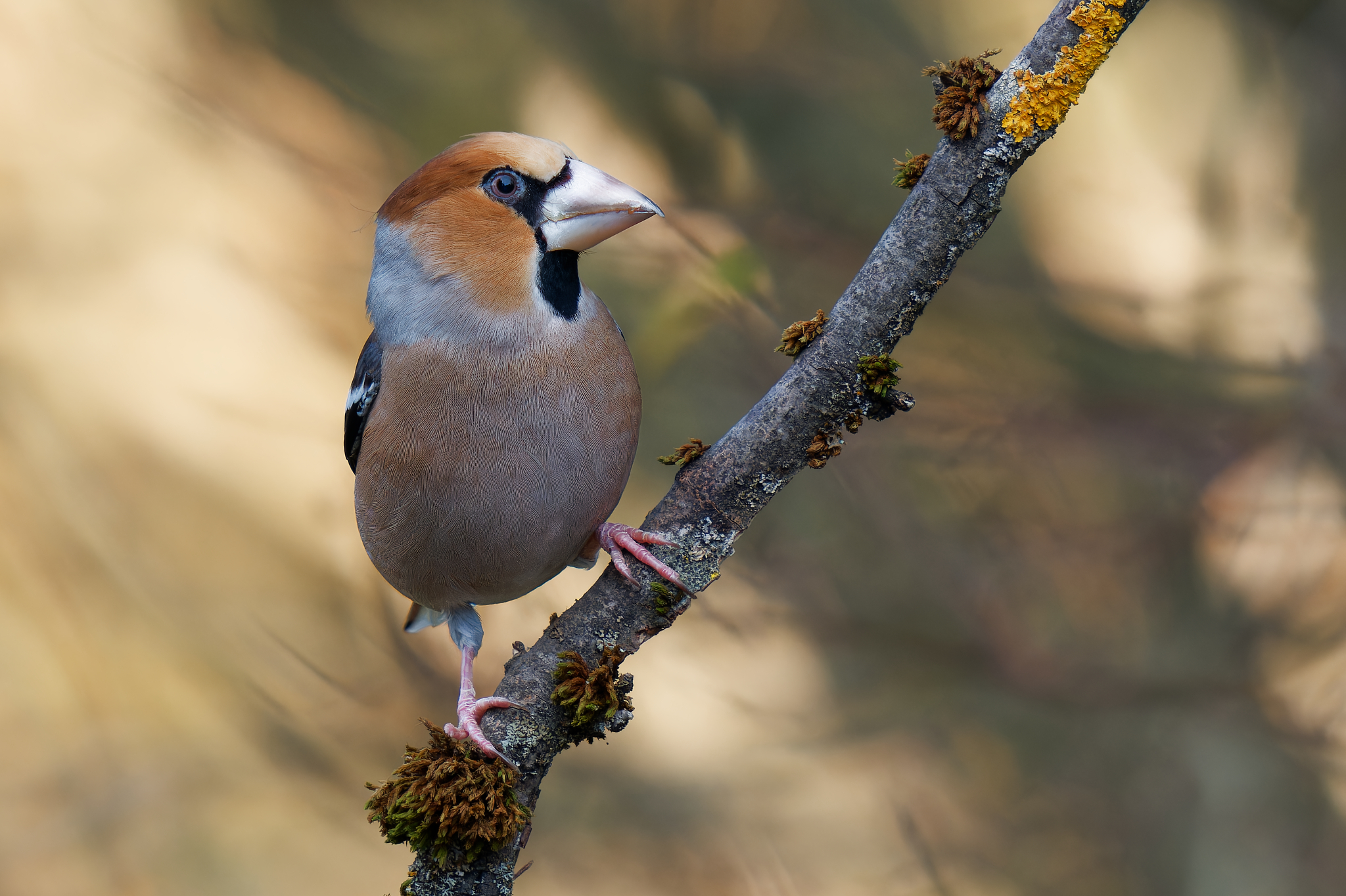 Hawfinch