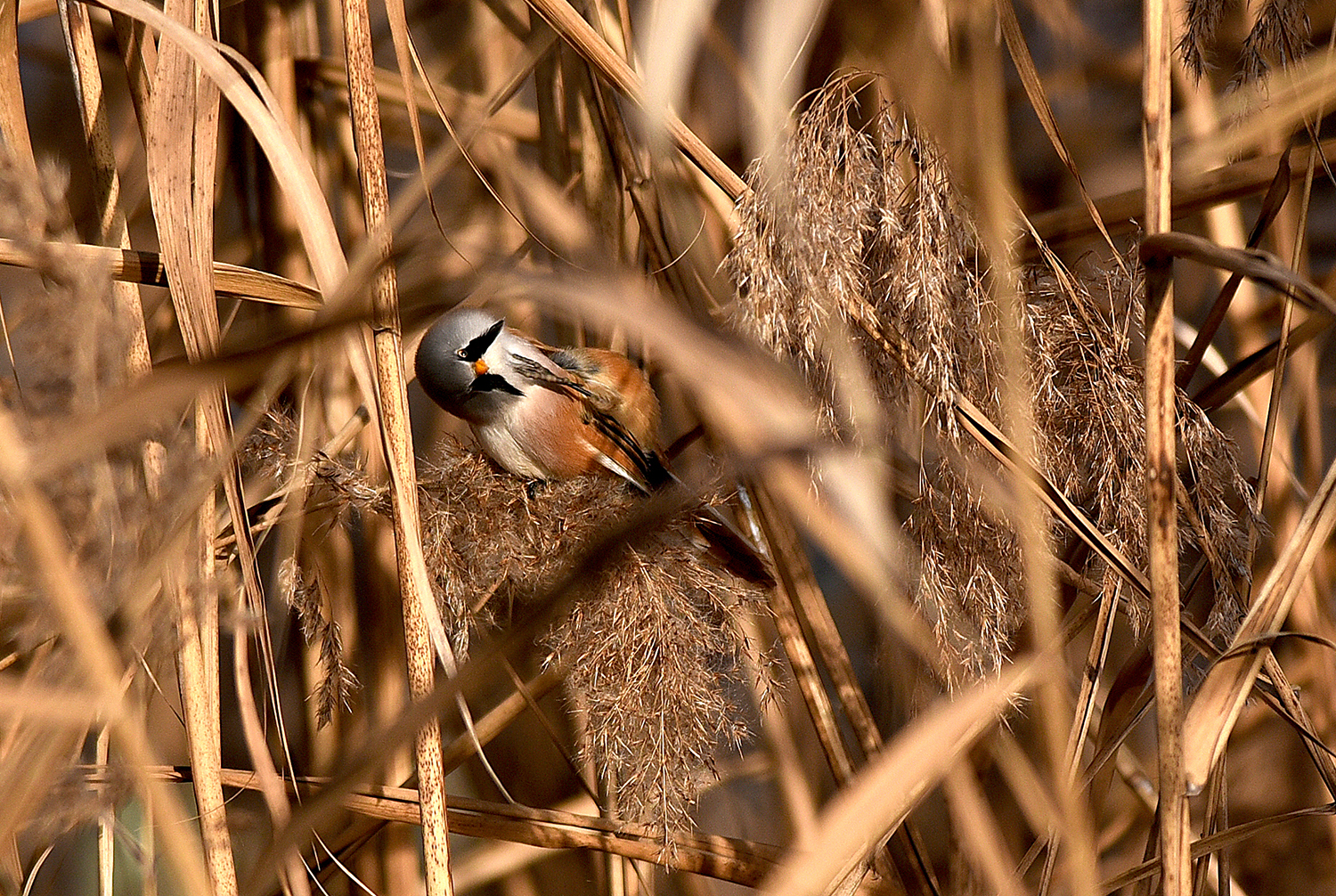 a scratch is always good (Pamurus biarmicus) sideburns