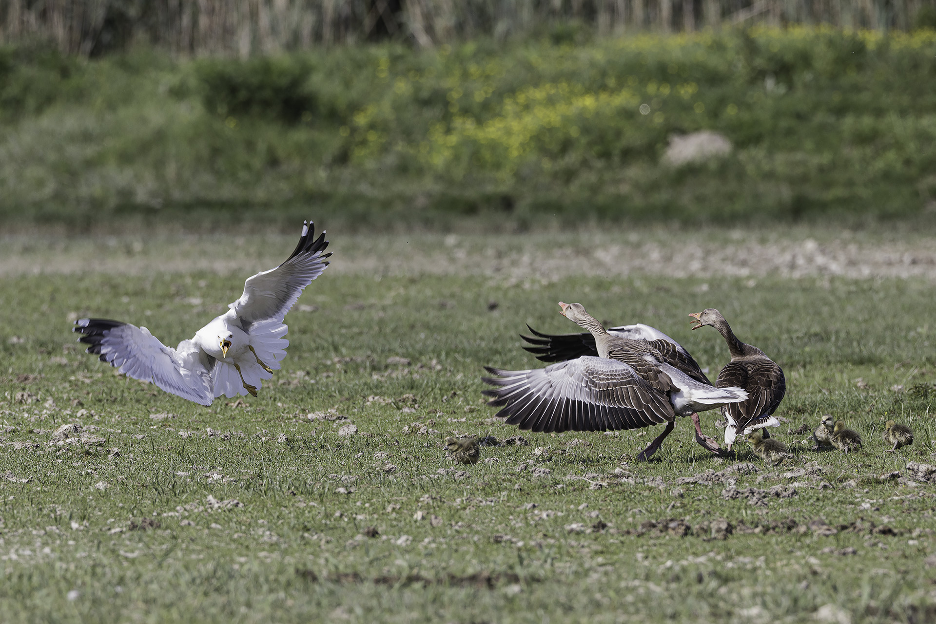 Attempted predation of goose chicks by Herring Gull