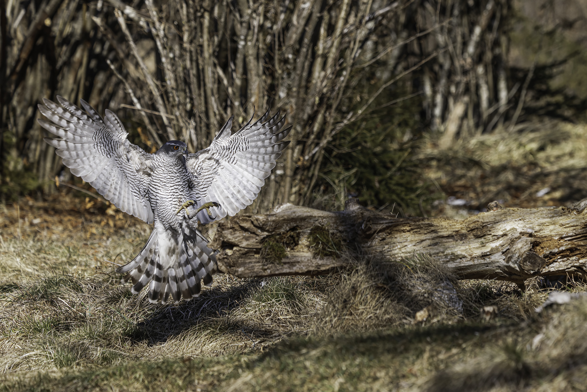 Goshawk on the way