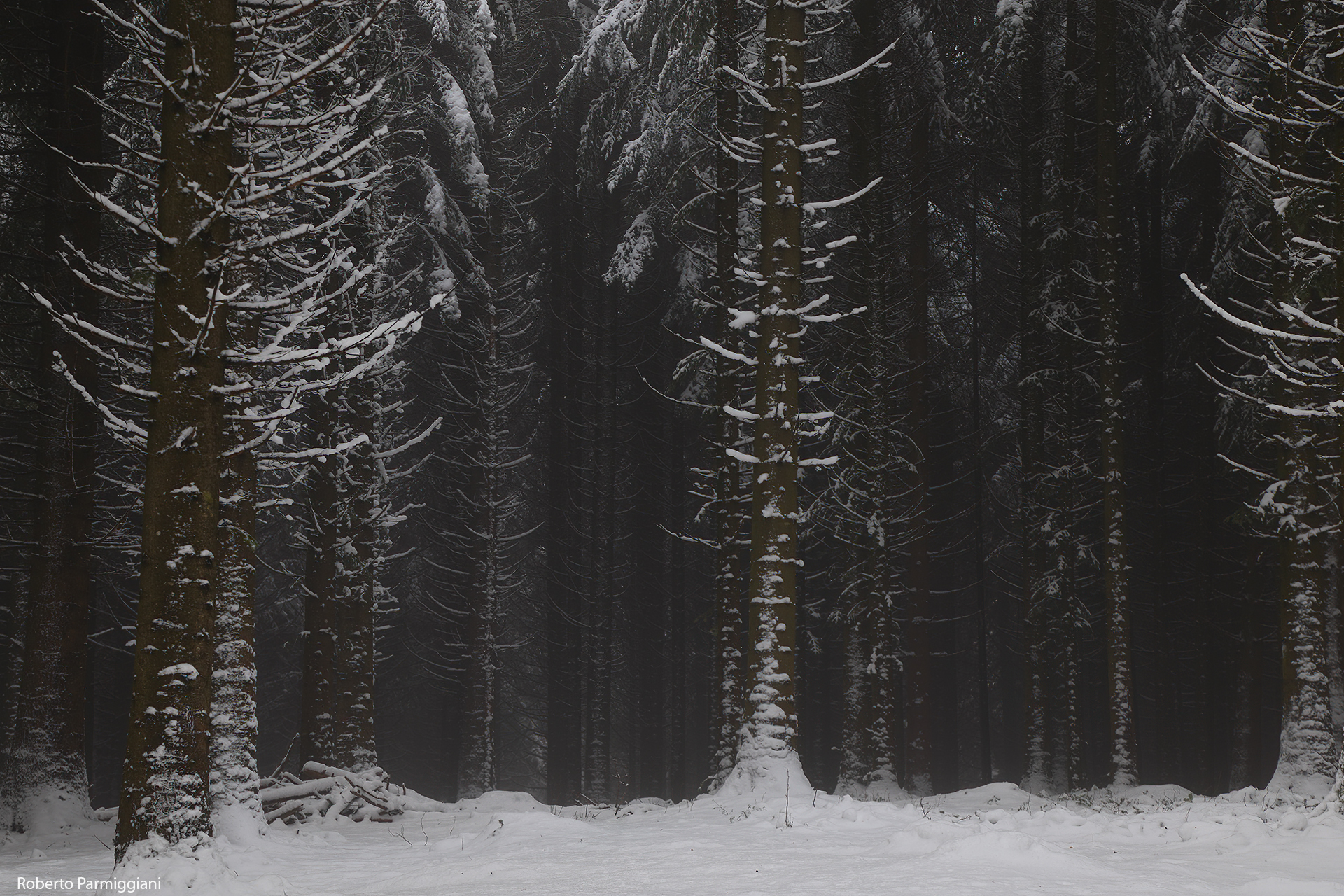 La foresta misteriosa