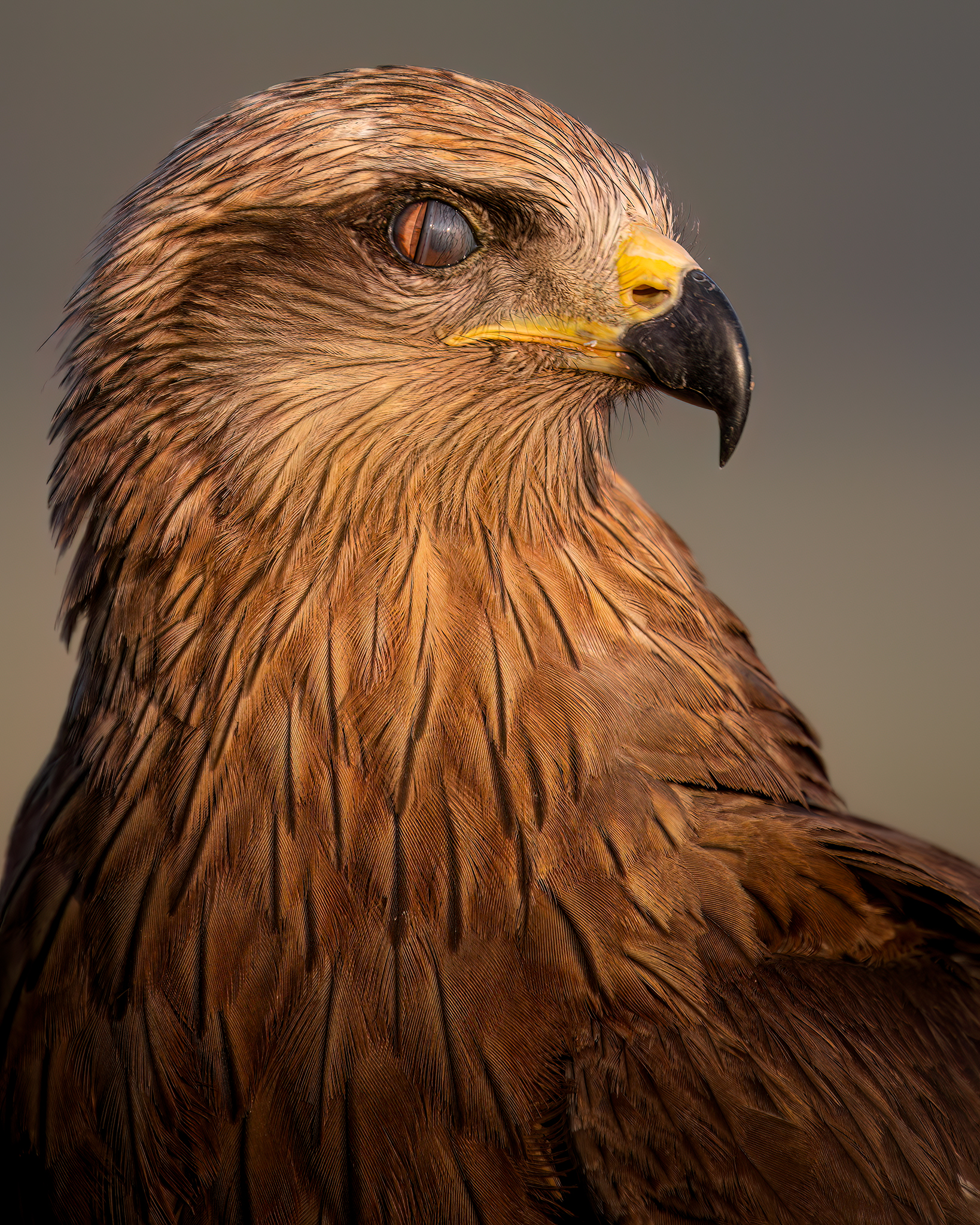 Nictitating Membrane