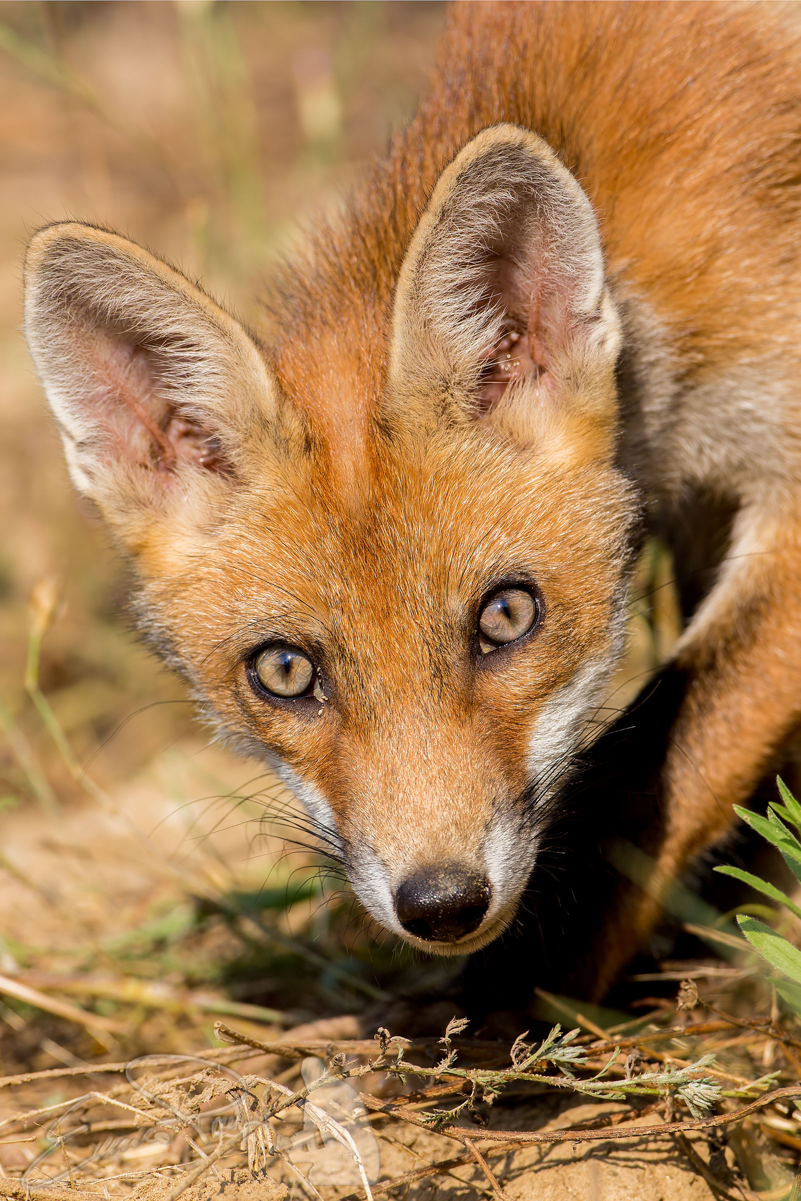 an unexpected encounter - Portrait