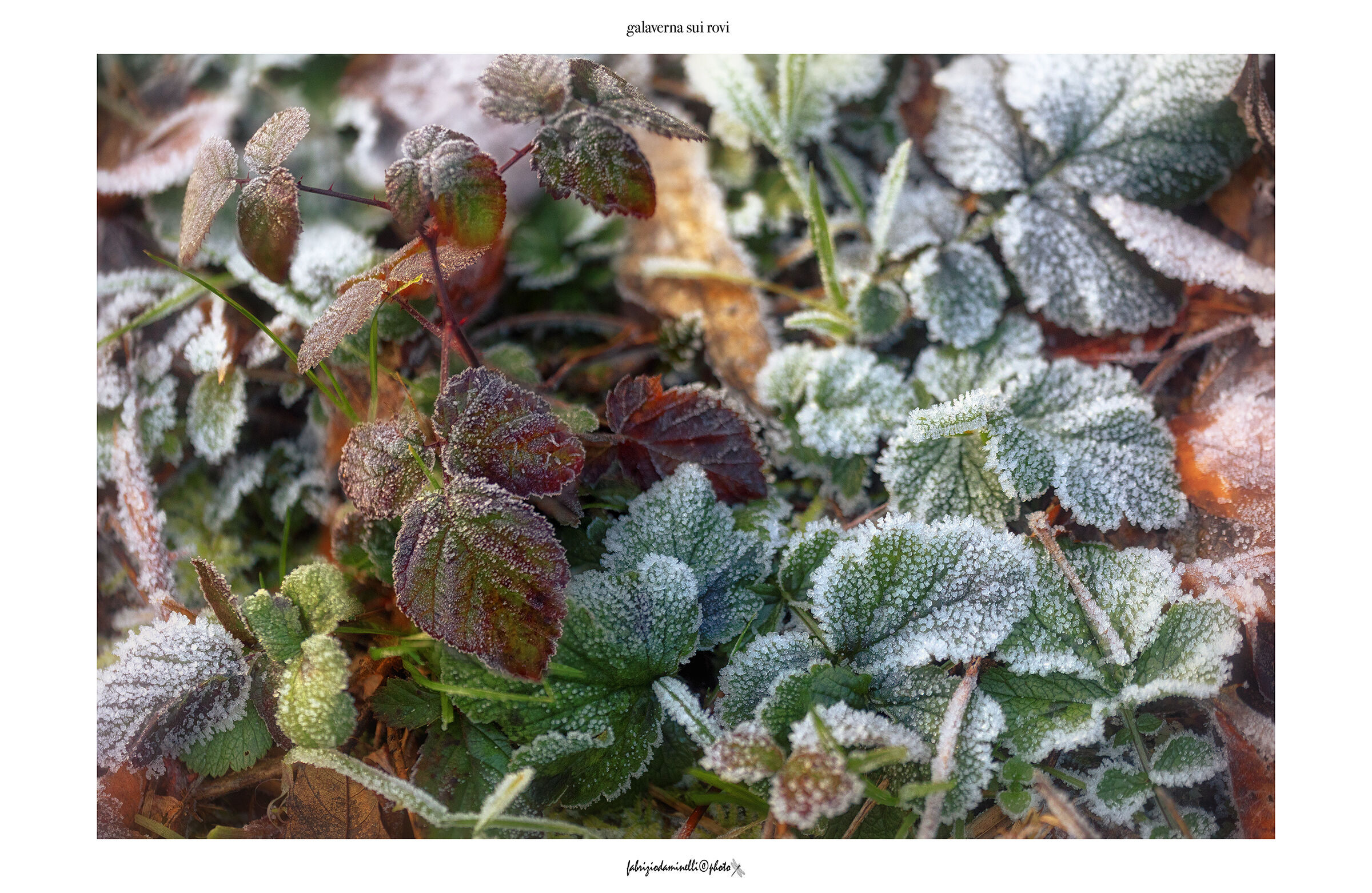 Galaverna on brambles