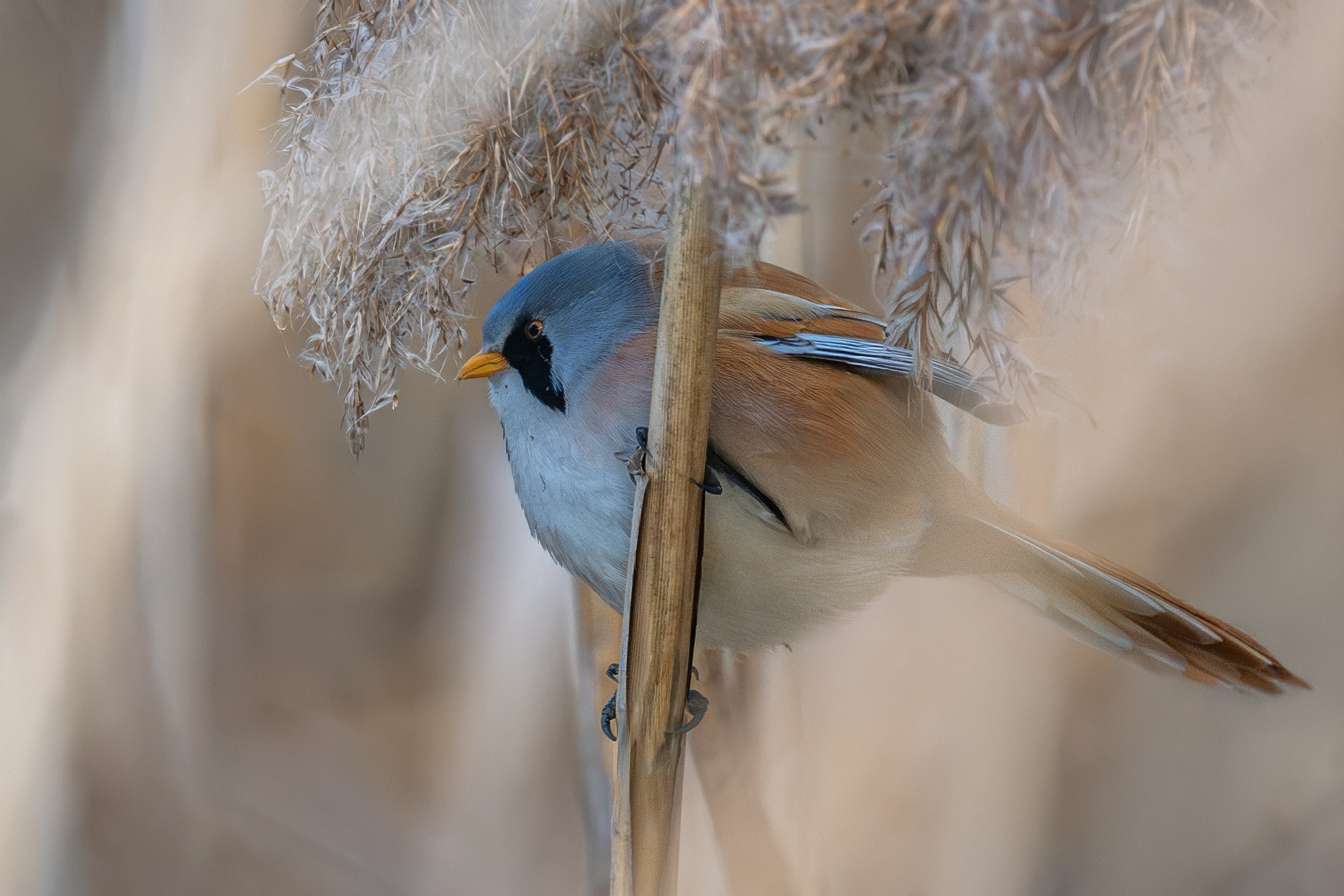 The perfect spherical shape of the sideburn