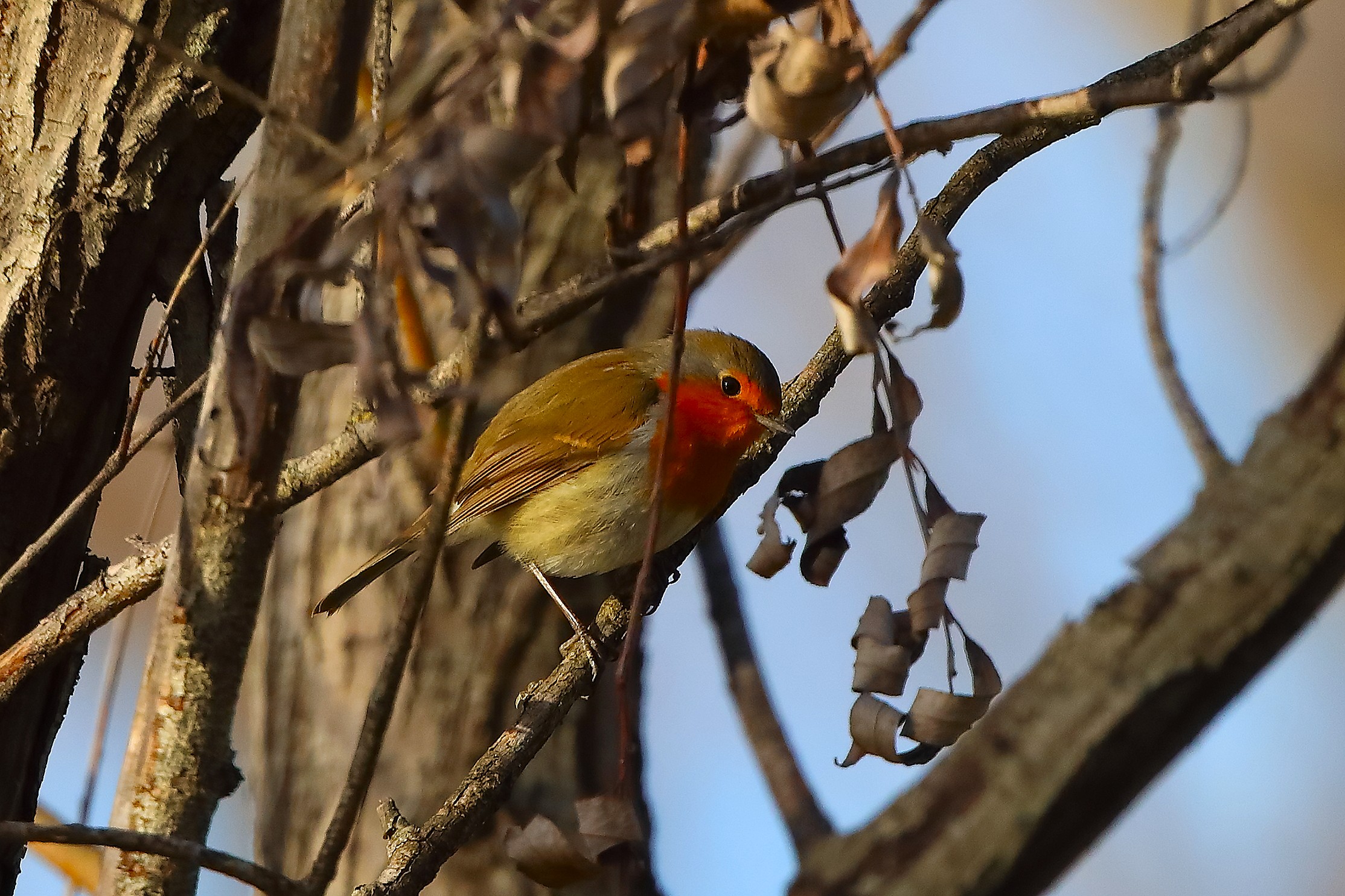 Pettirosso 05 gennaio 2026