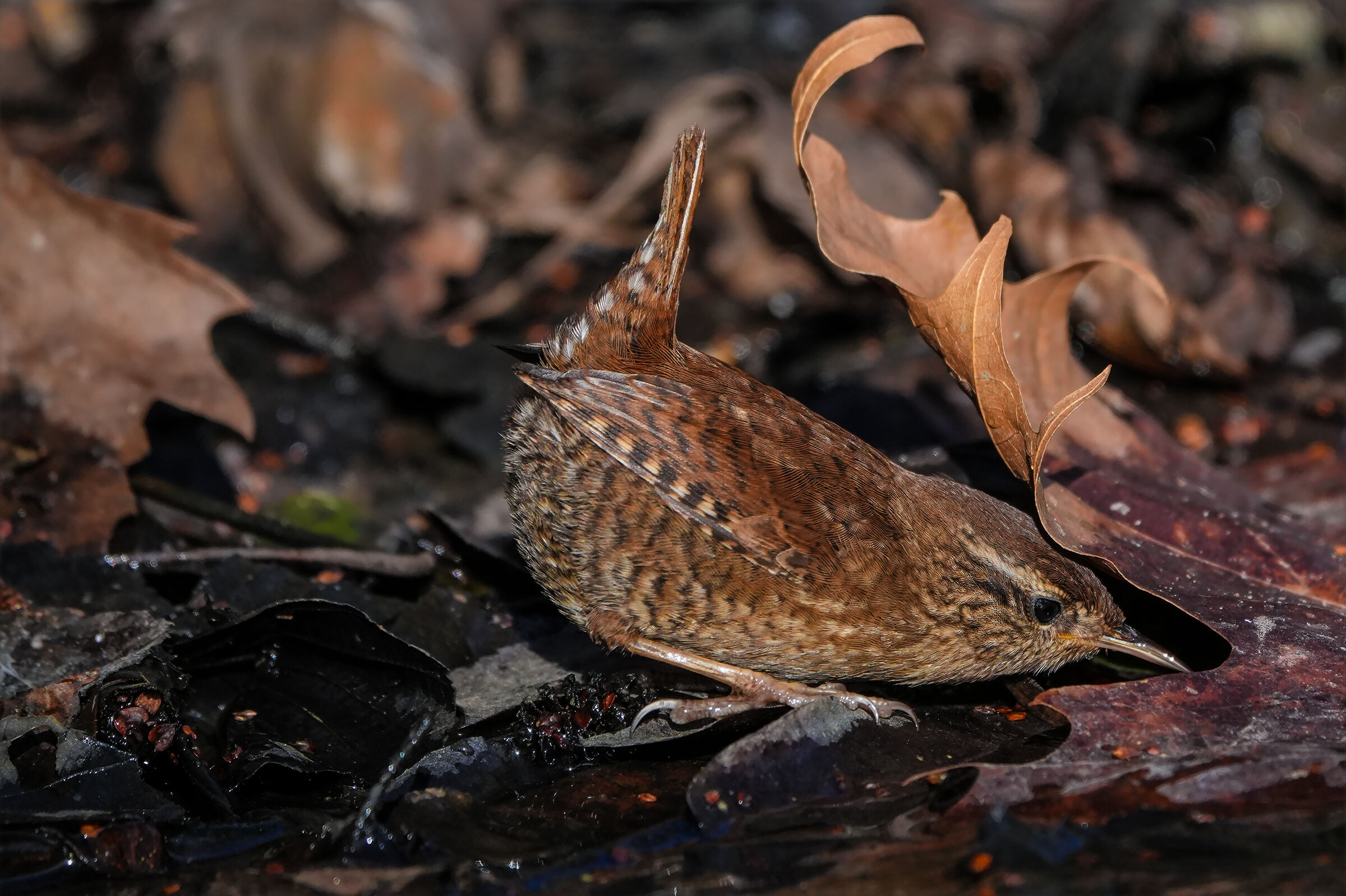 Wren