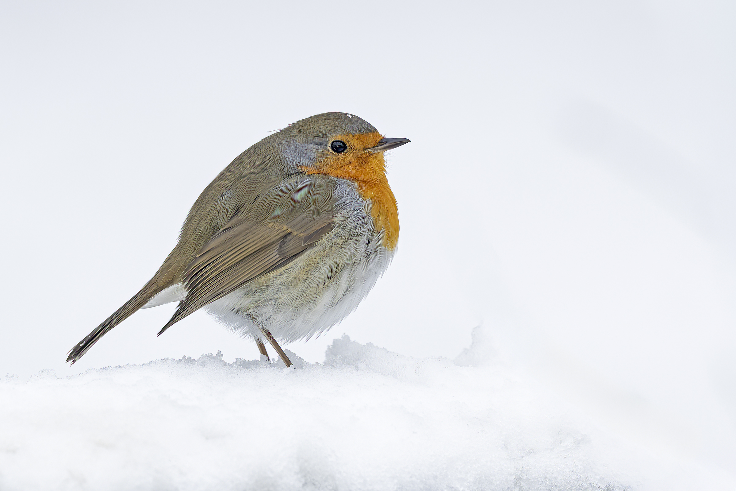 Cold robin