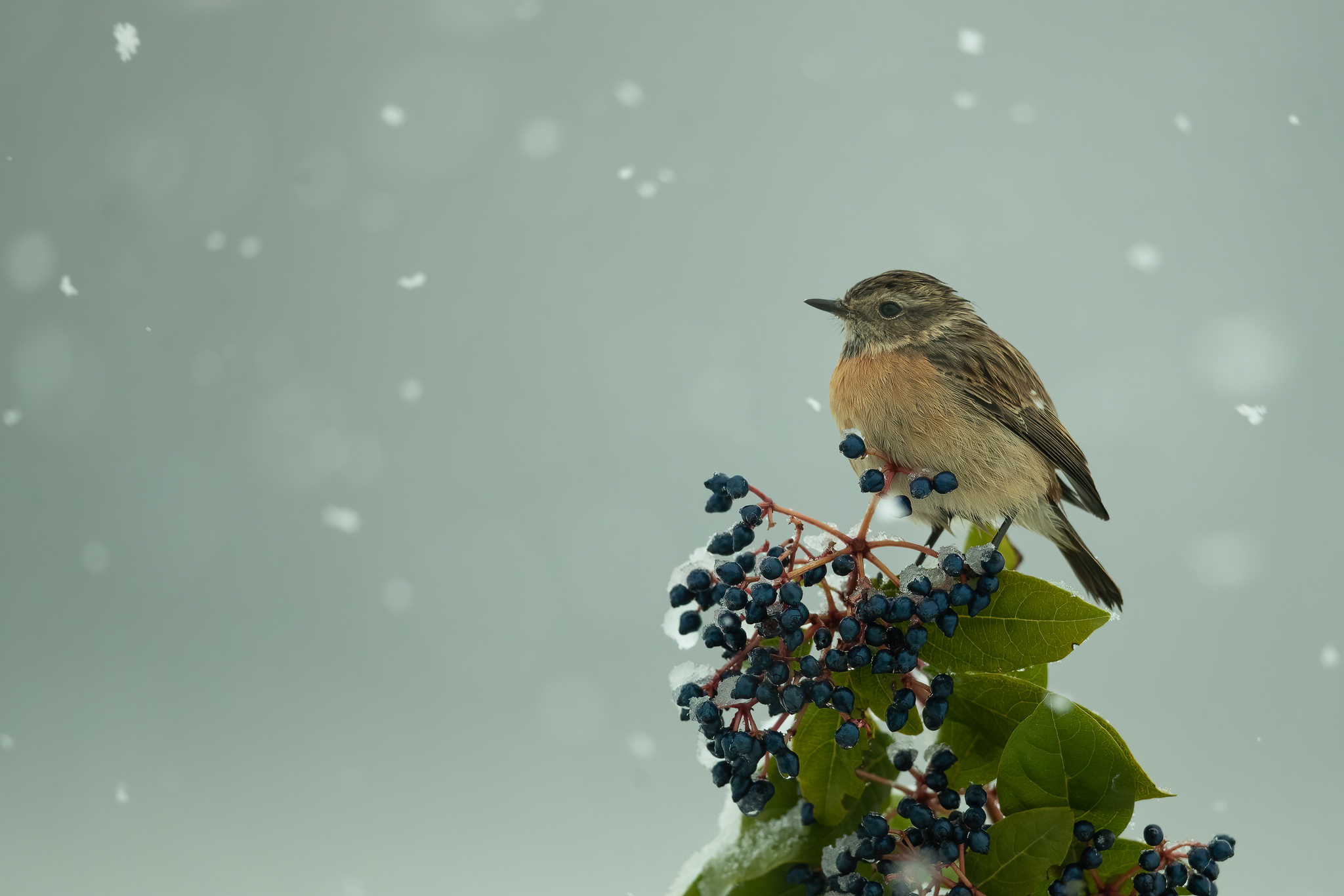 Jumper in the snowfall