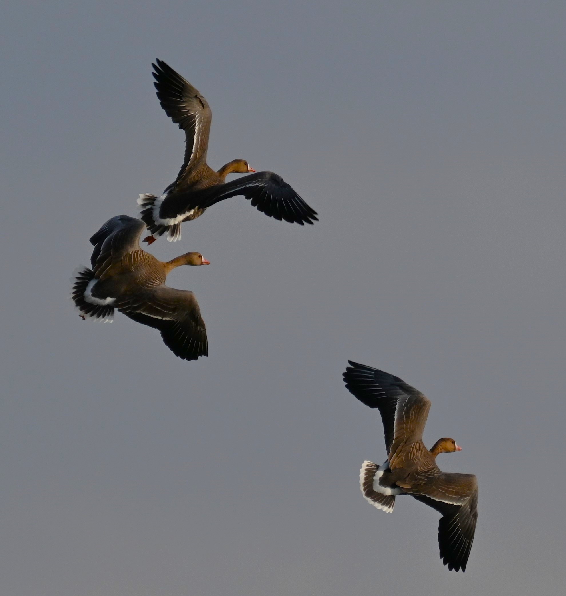 Oca Lombardella Isola della Cona