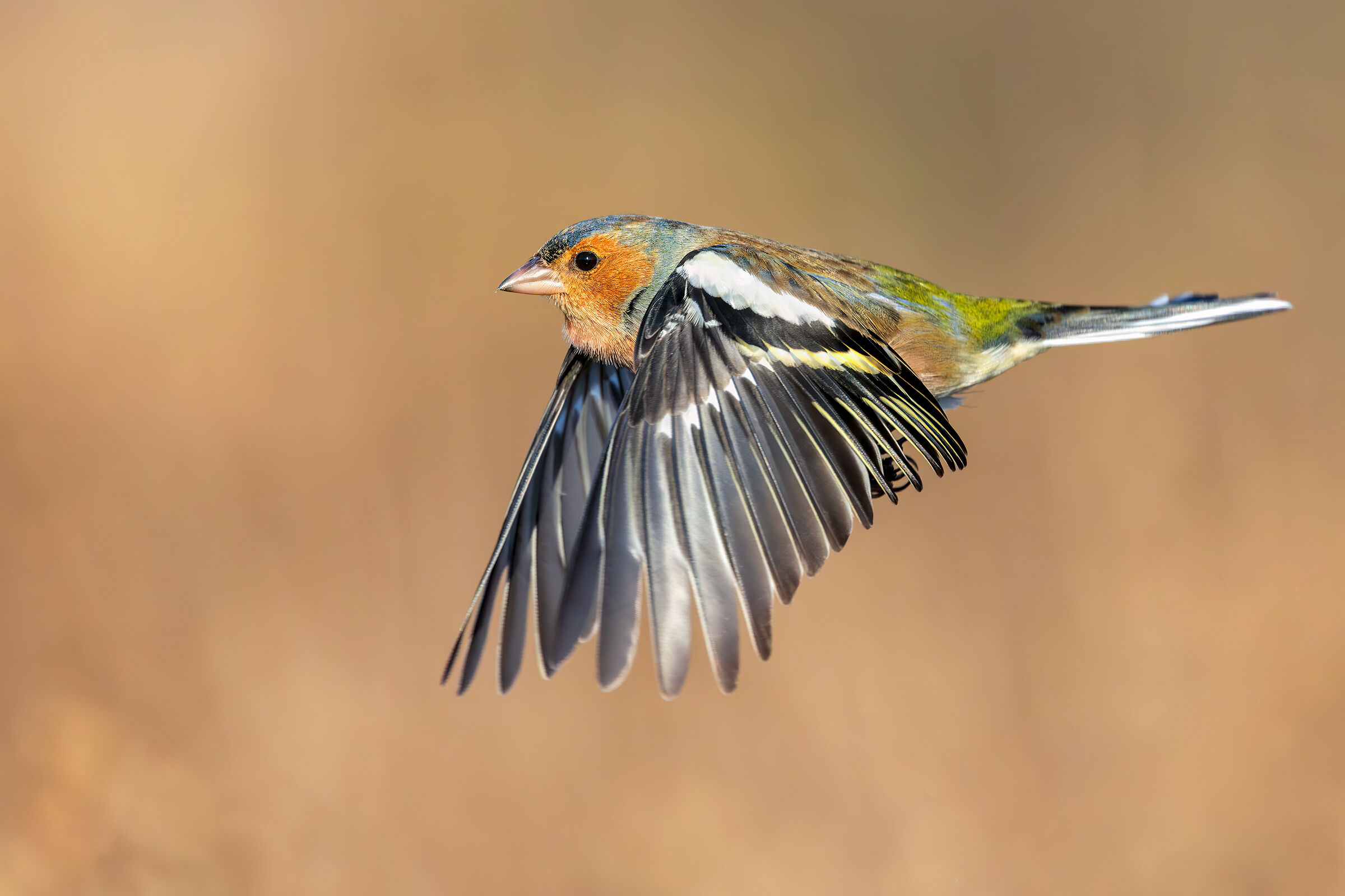 Finch