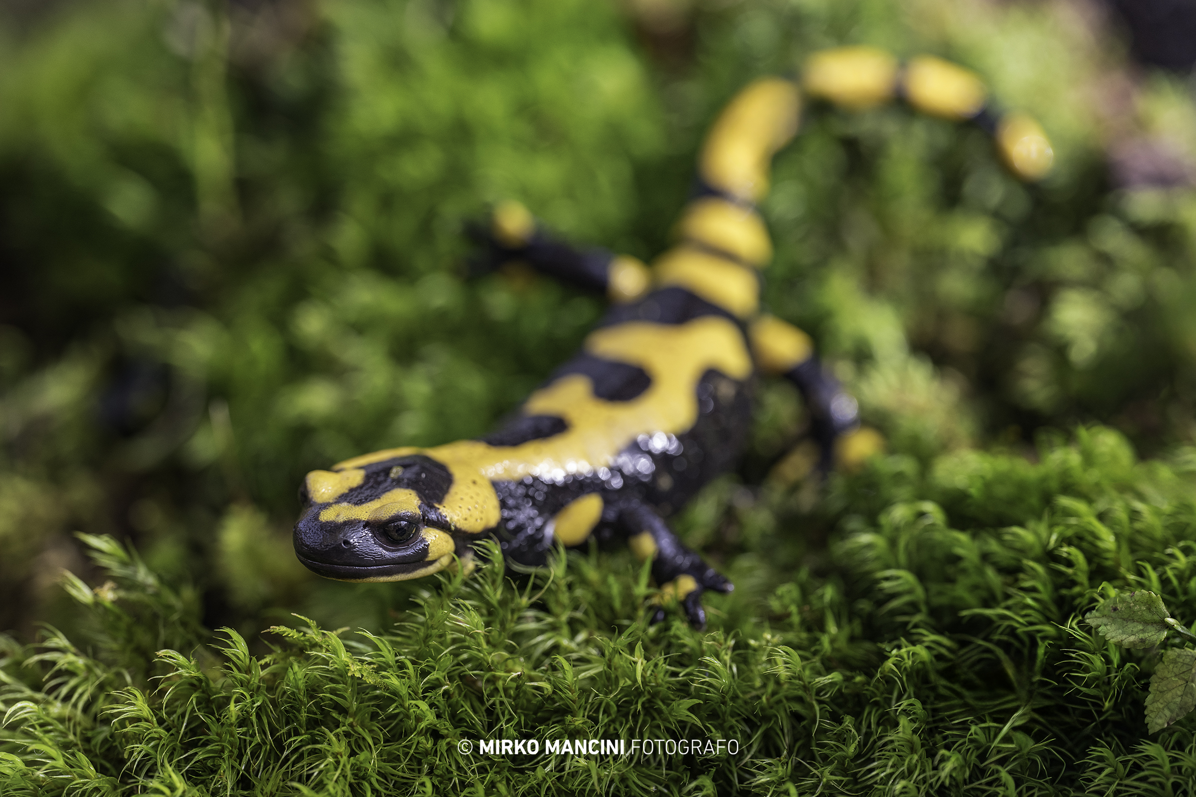 Salamandra pezzata - sottospecie Gigliolli