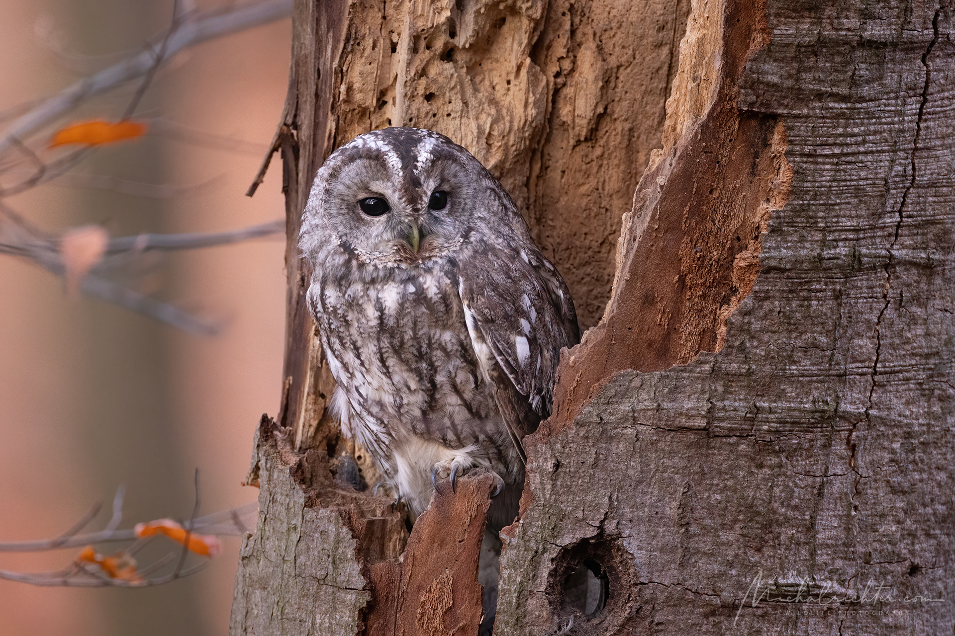Strix aluco (Tawny owl)
