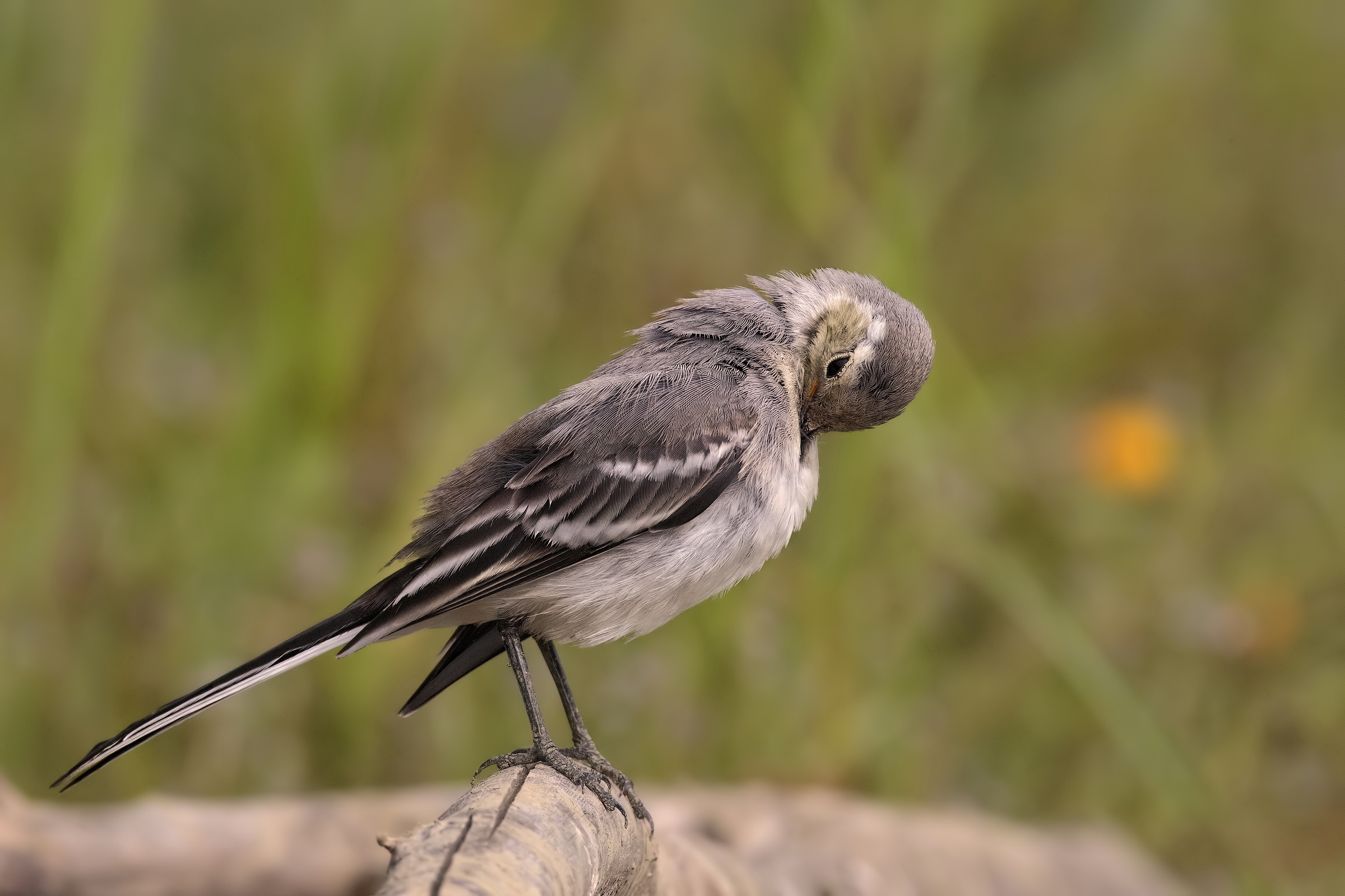 Normal dancers bianche2