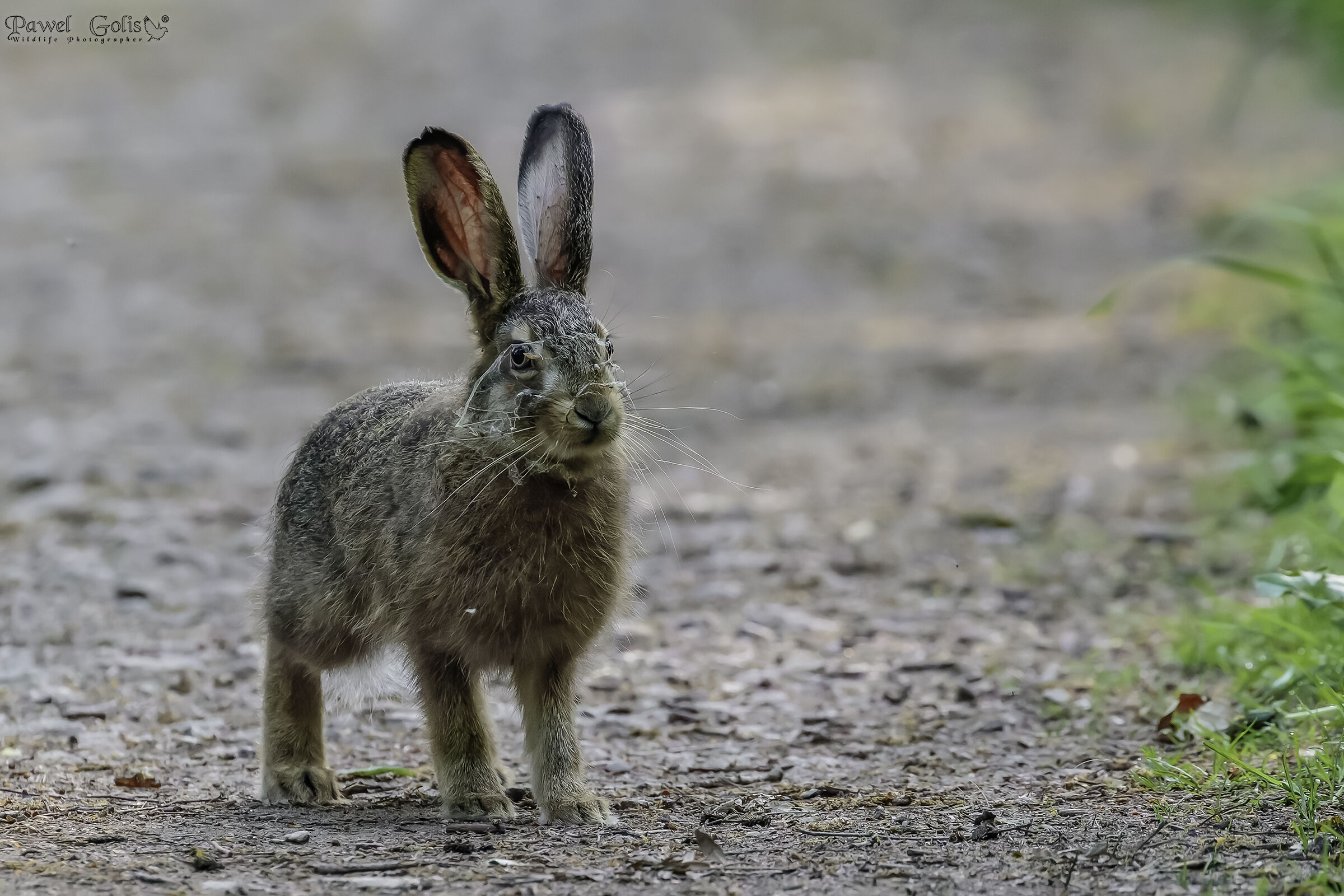 Lepre europea (Lepus europaeus)