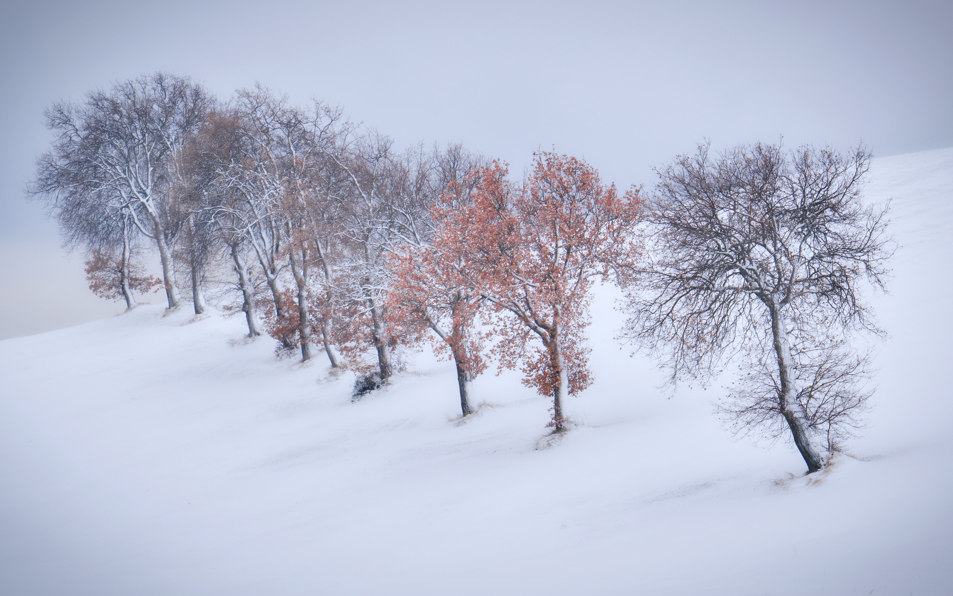 Campagna di San Severino Marche (MC)