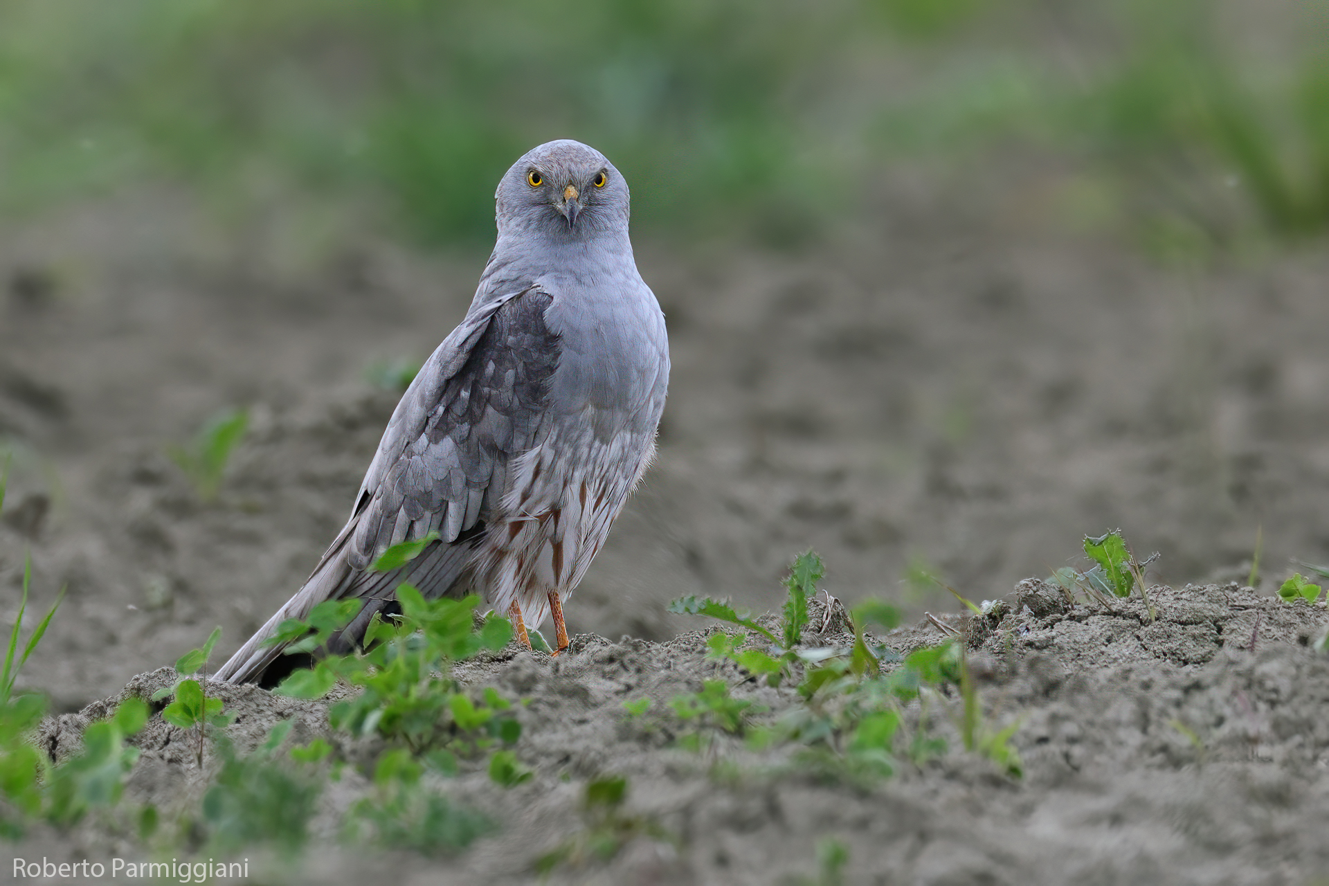 Montague harrier face to face