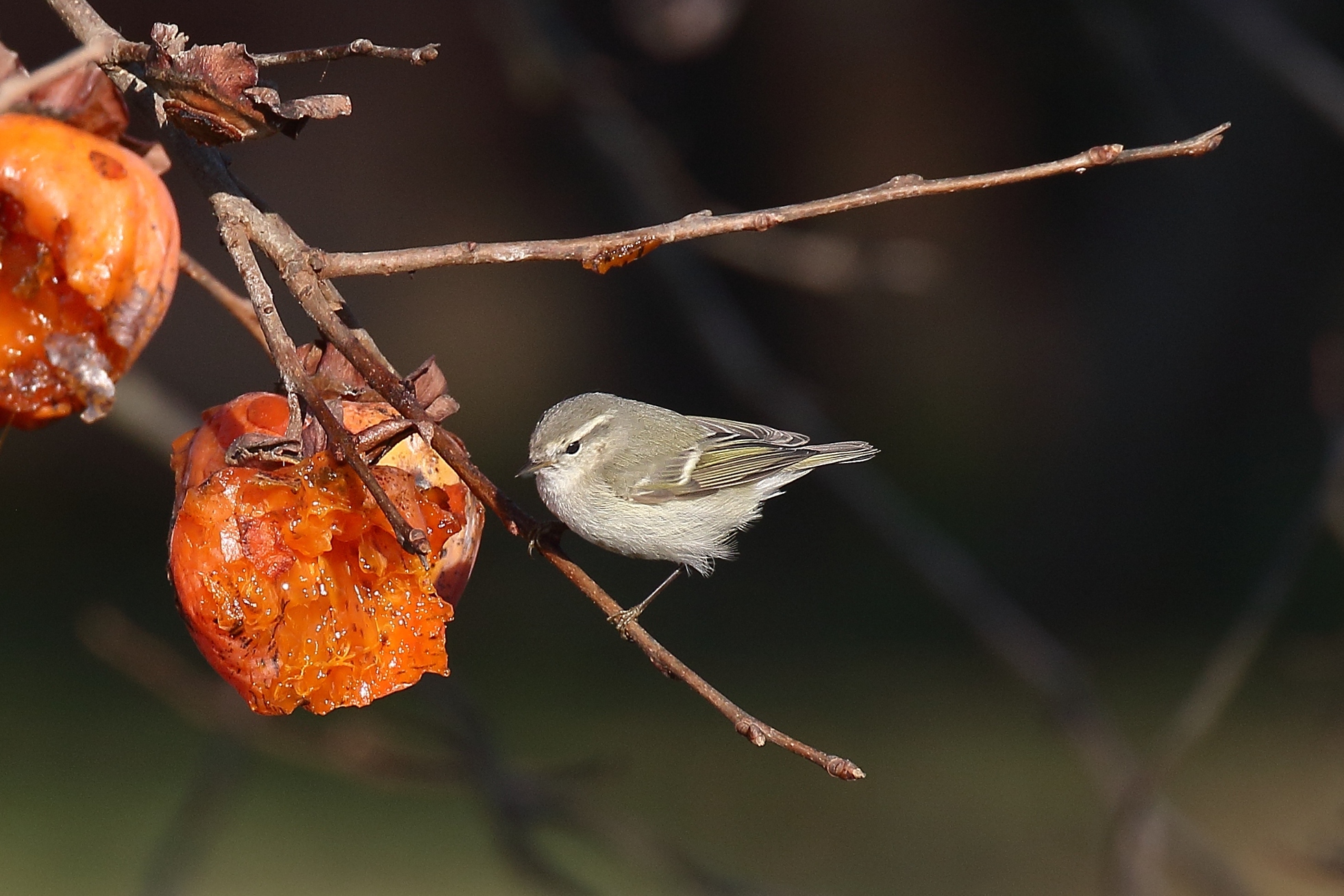 Hume's Warbler