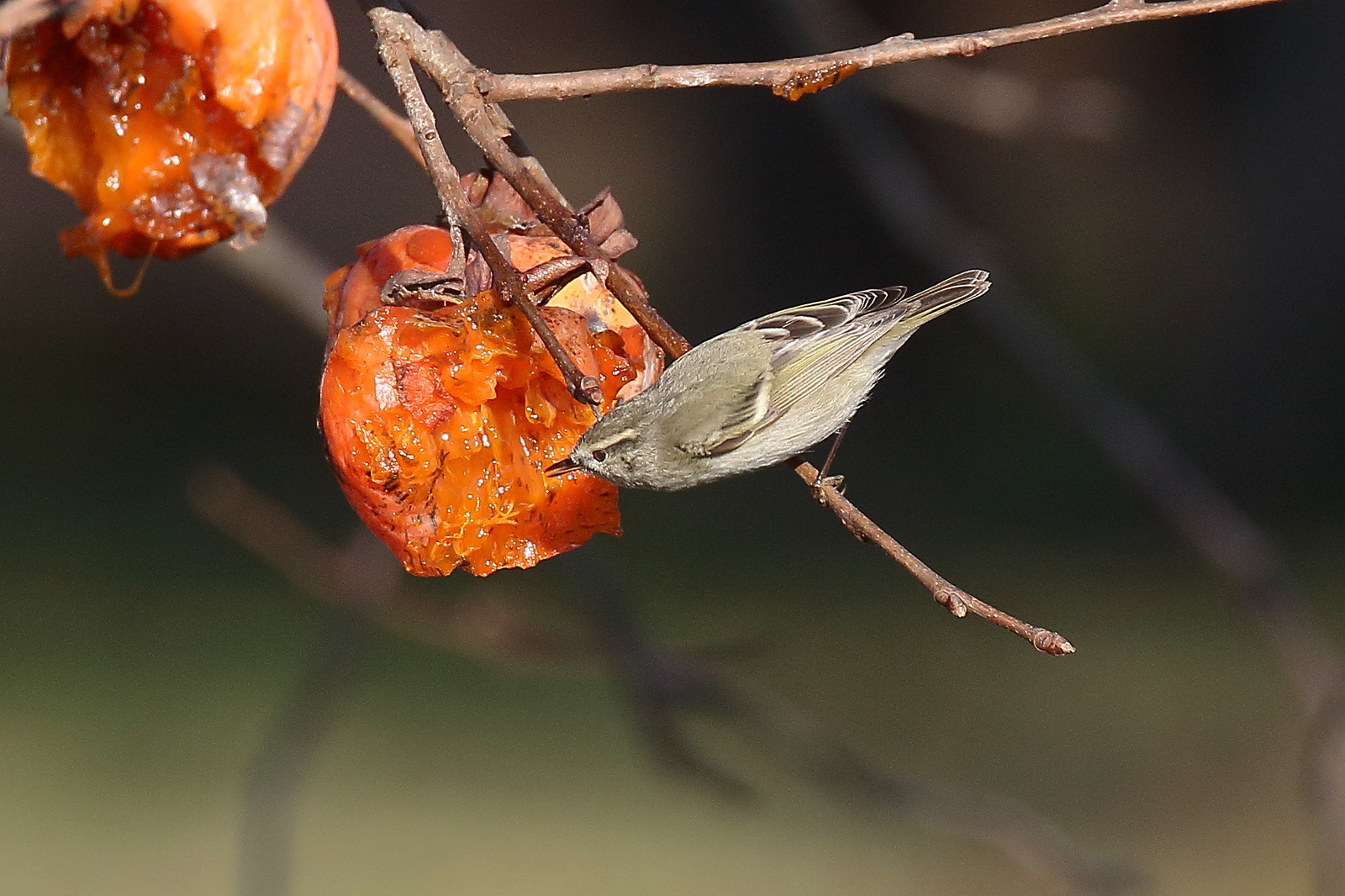 Hume's Warbler