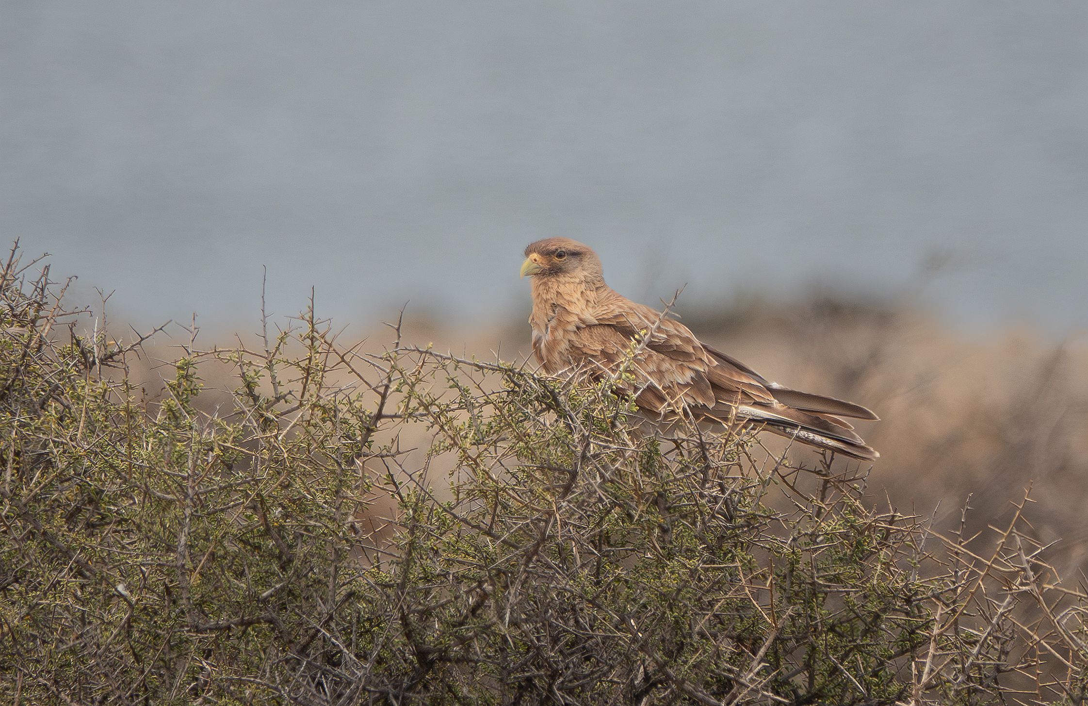 caracara chimango
