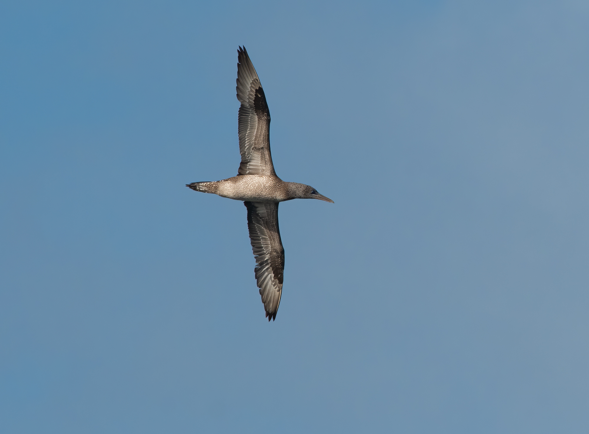Sula Bassana (photo taken from the coast)