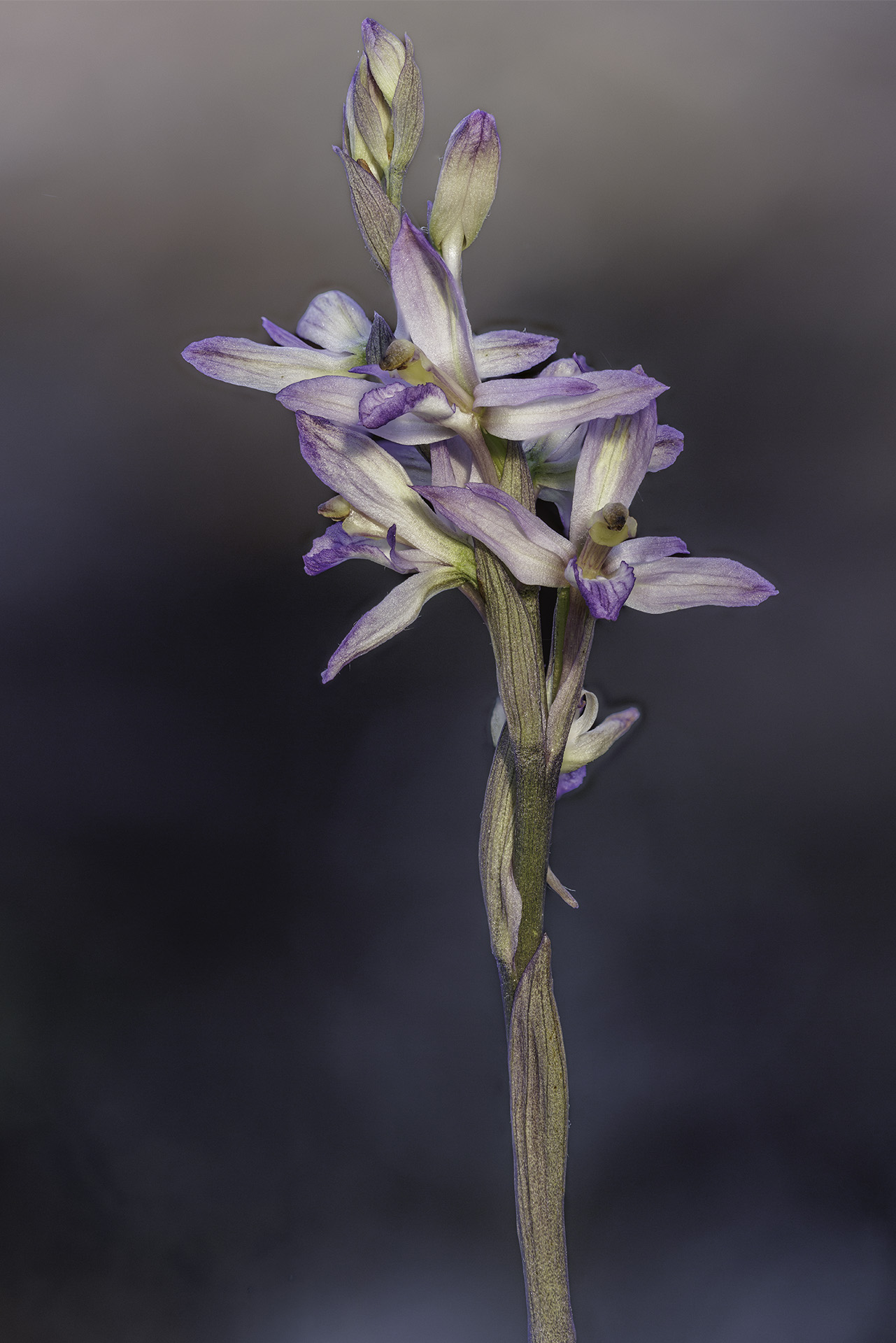 Limodorum abortivum orchid