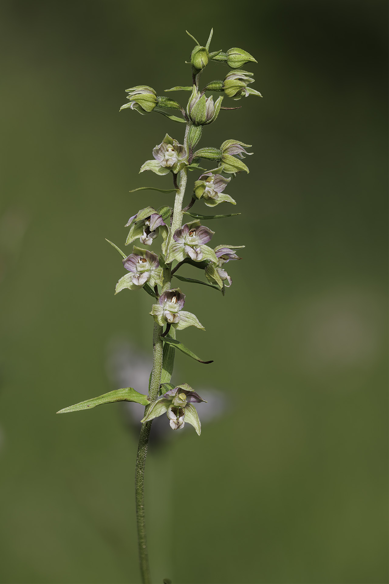 Helleborine Orchid
