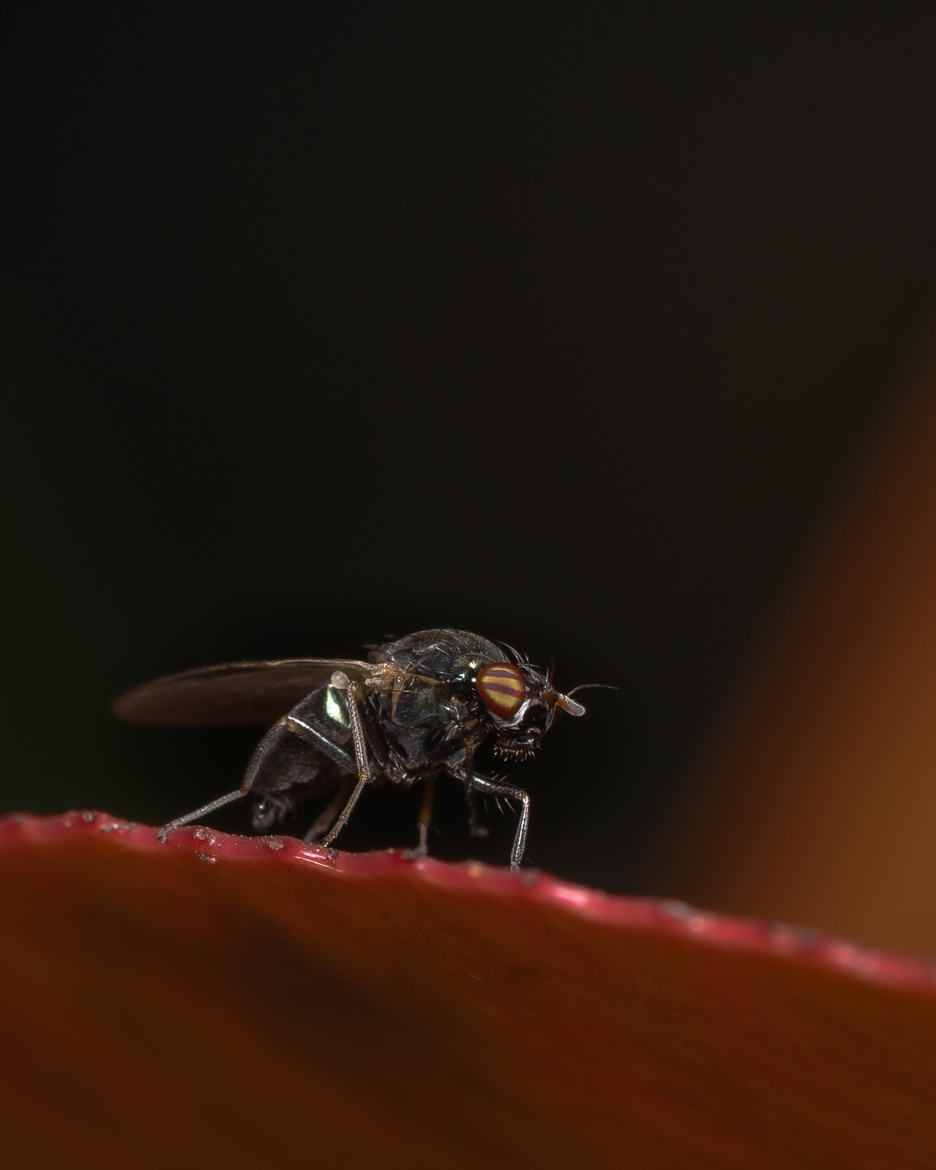 fruit fly