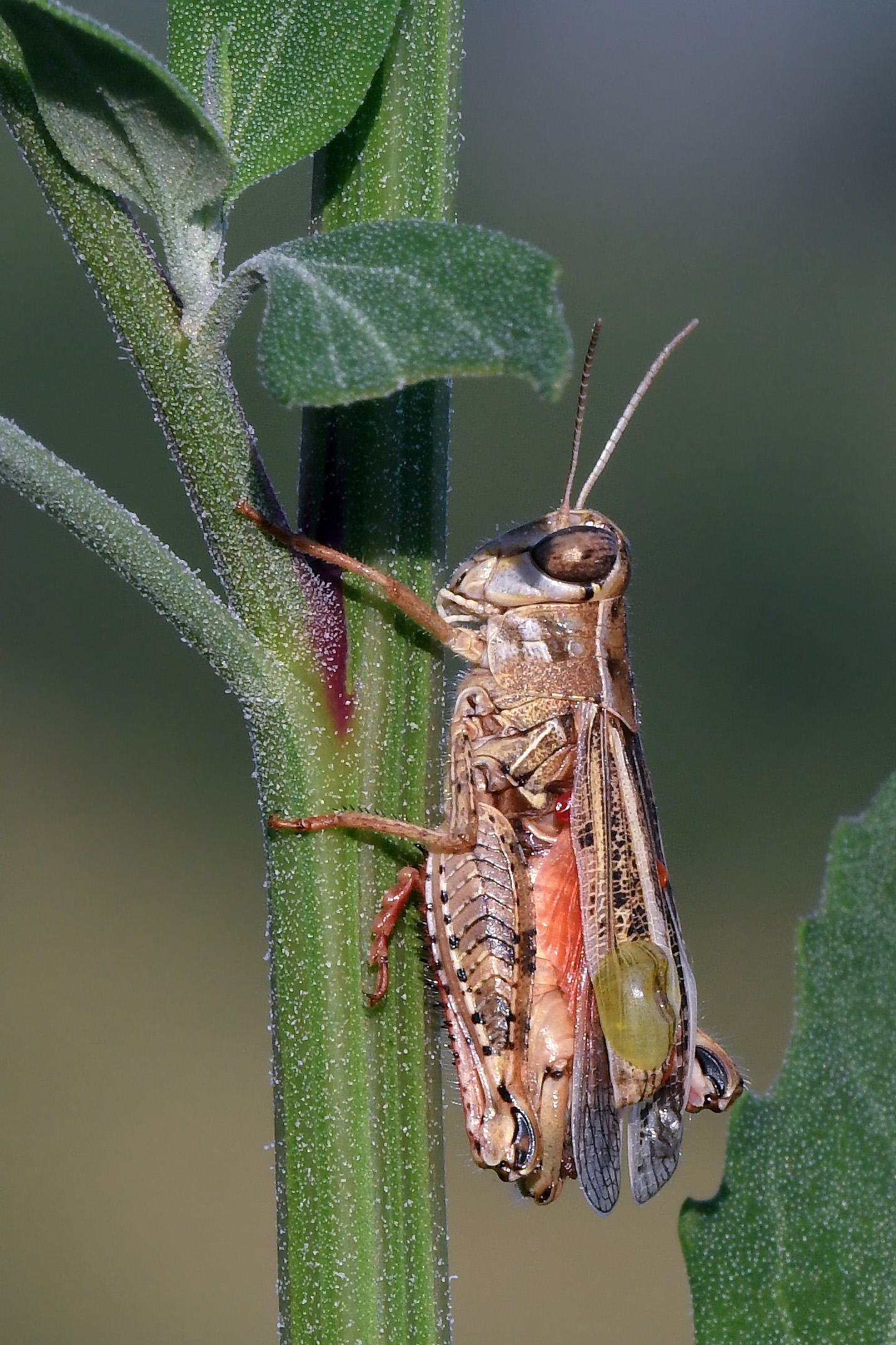 Cavalletta dei prati (Calliptamus italicus)