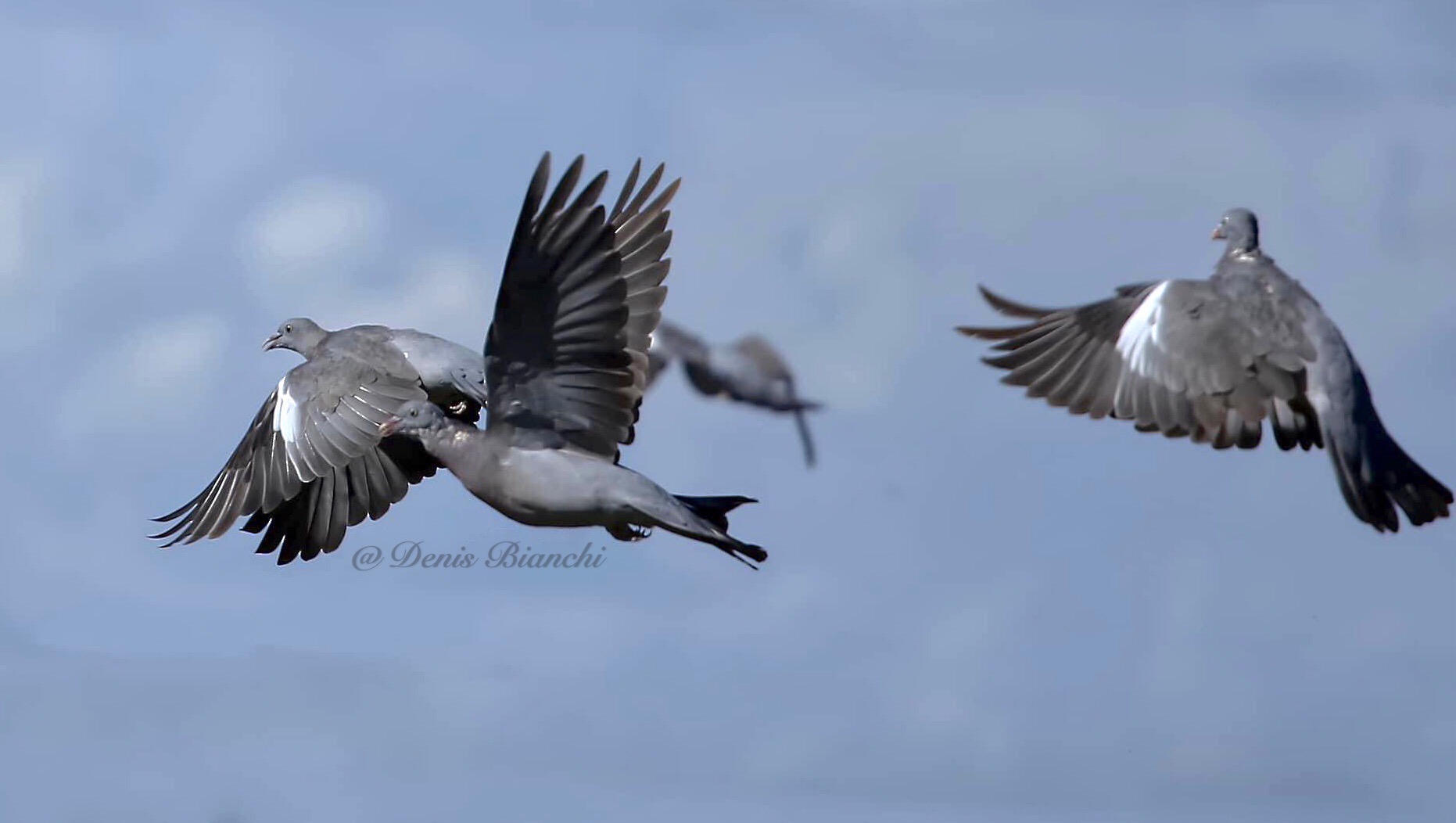 L'oiseau bleu