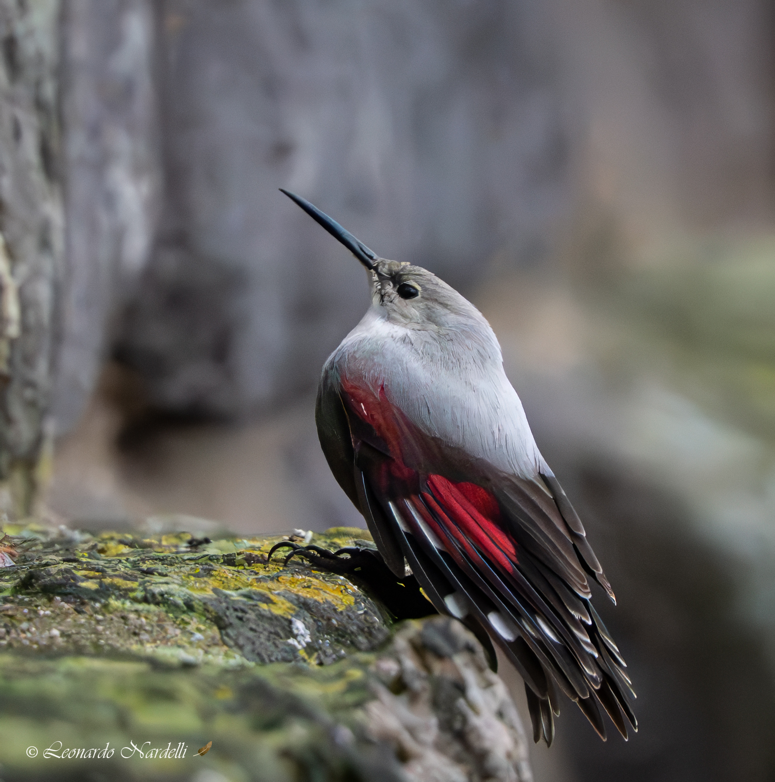 Picchio Muraiolo (Tichodroma muraria)